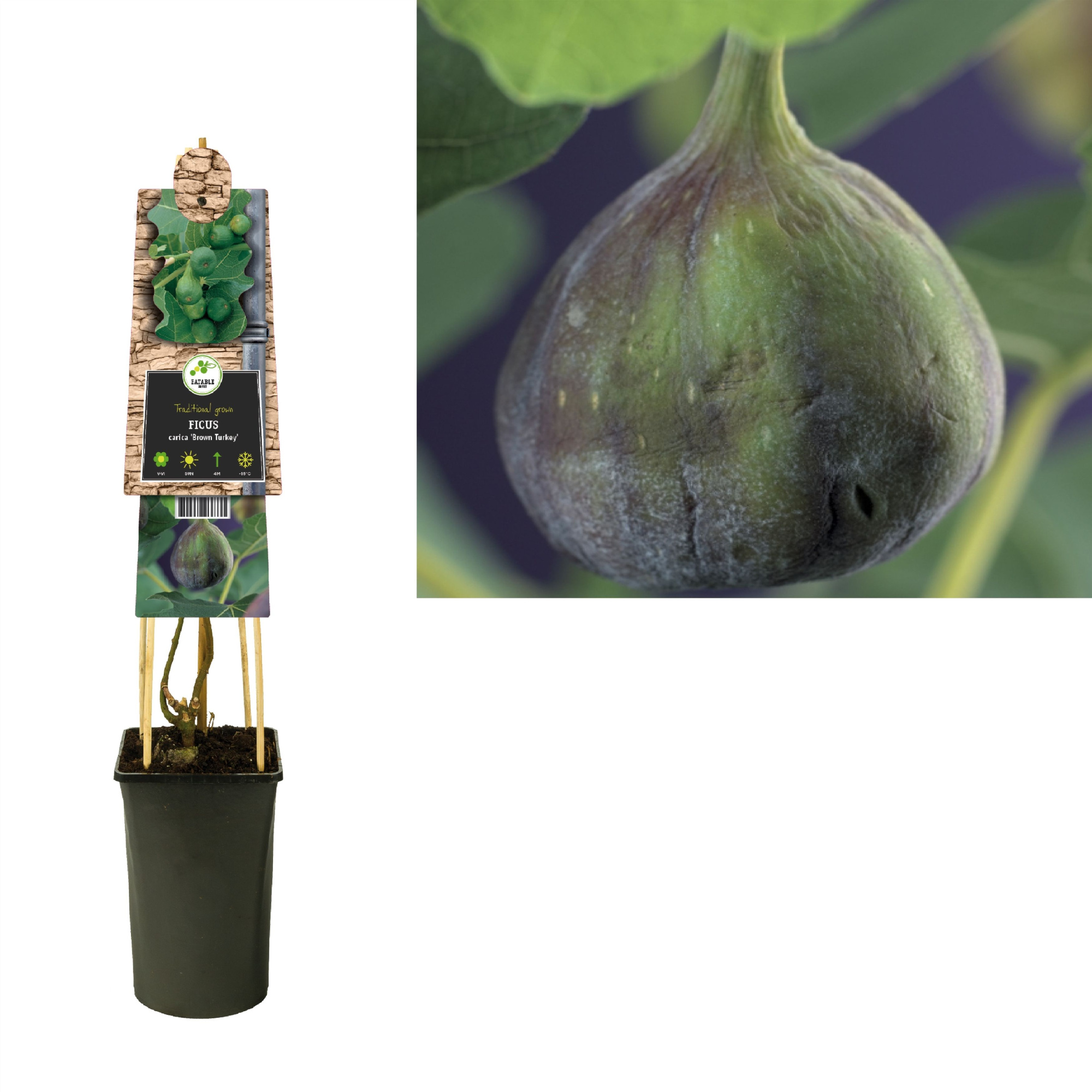 Ficus carica 'Brown Turkey' +3.0 label, D 17