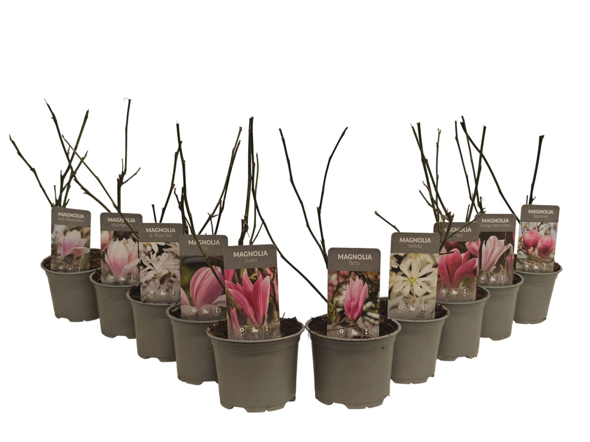 Magnolia P12 mix, D 12