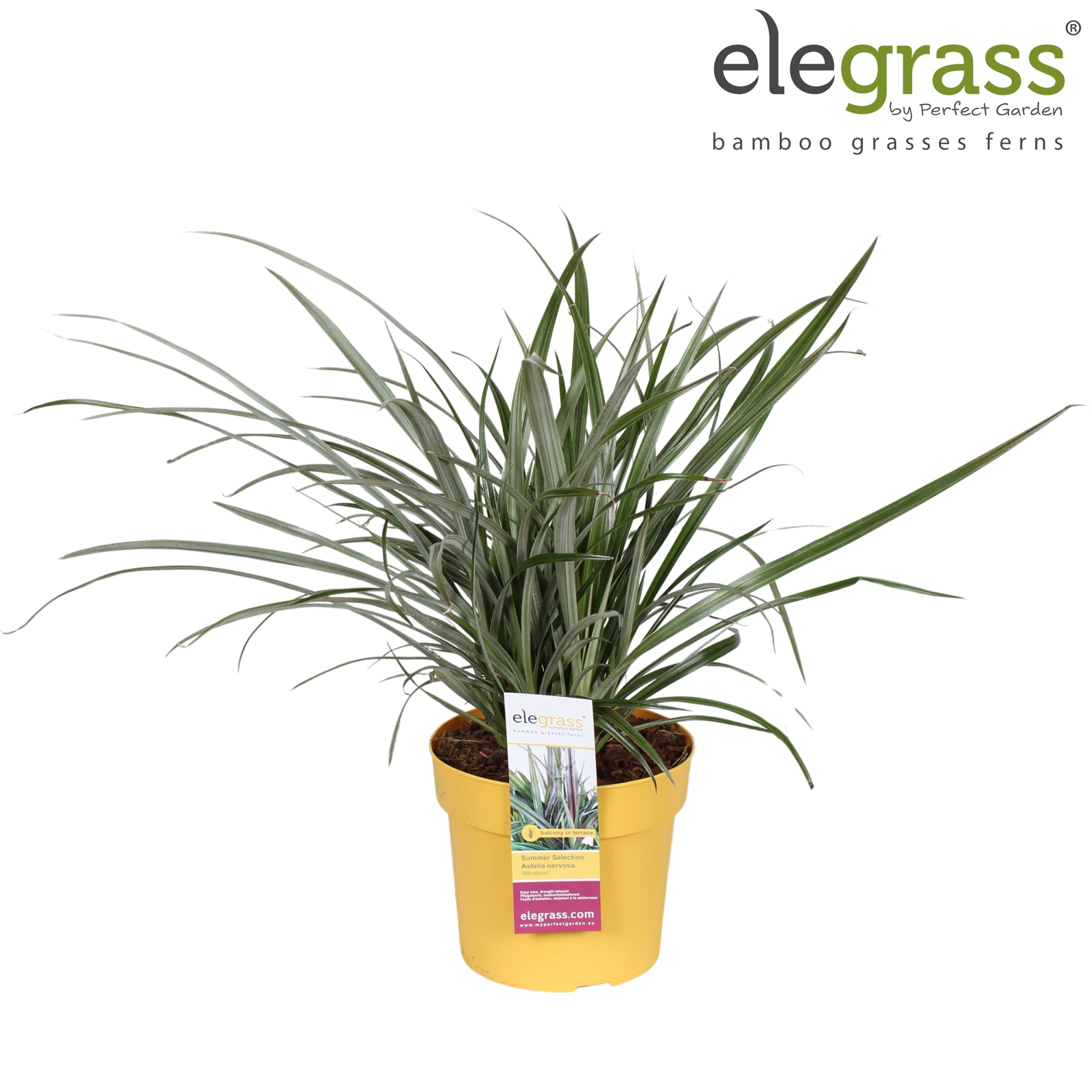 Astelia nervosa 'Westland' P19, D 19