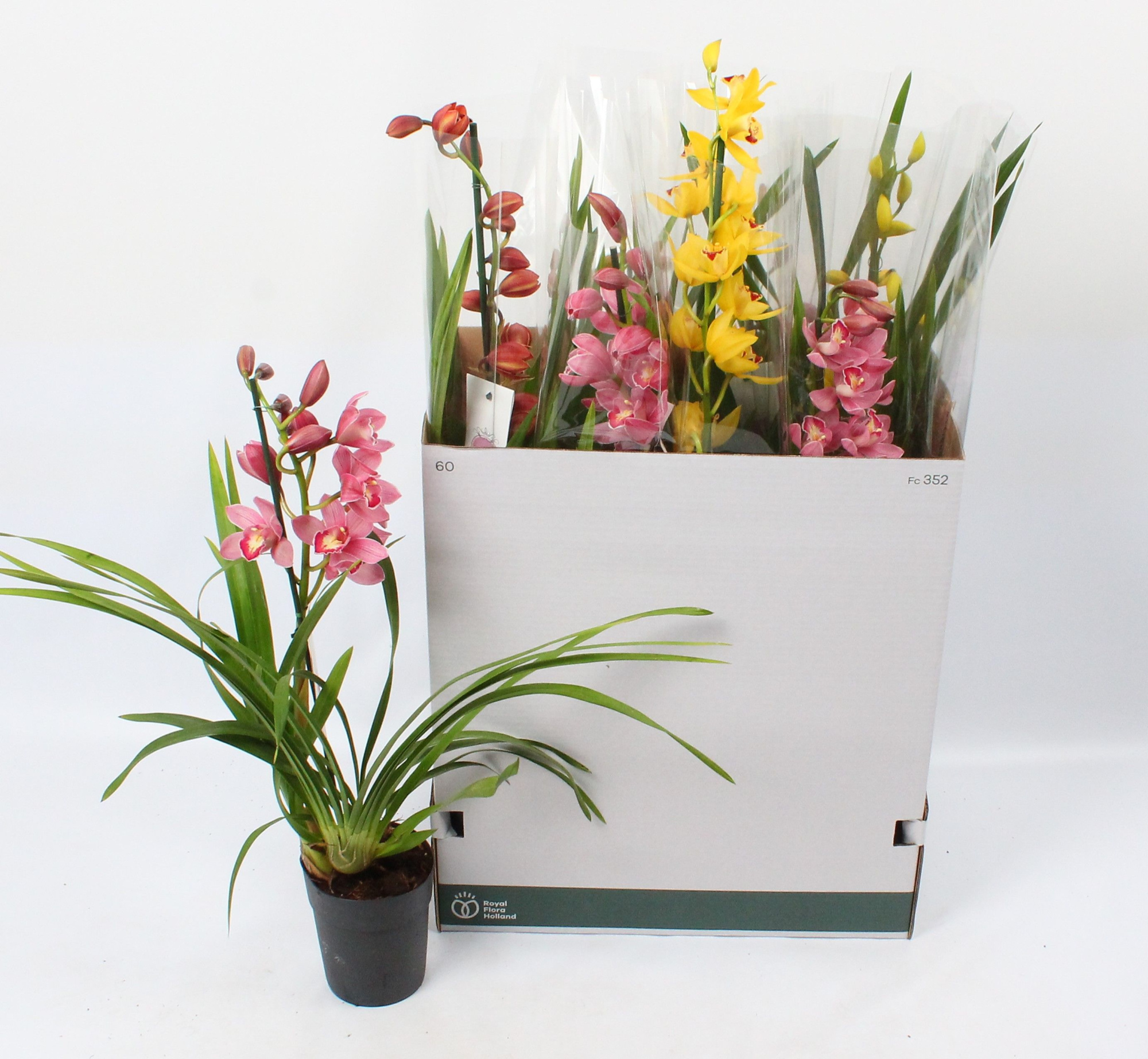Cymbidium mix 1 tak open bloem, D 14
