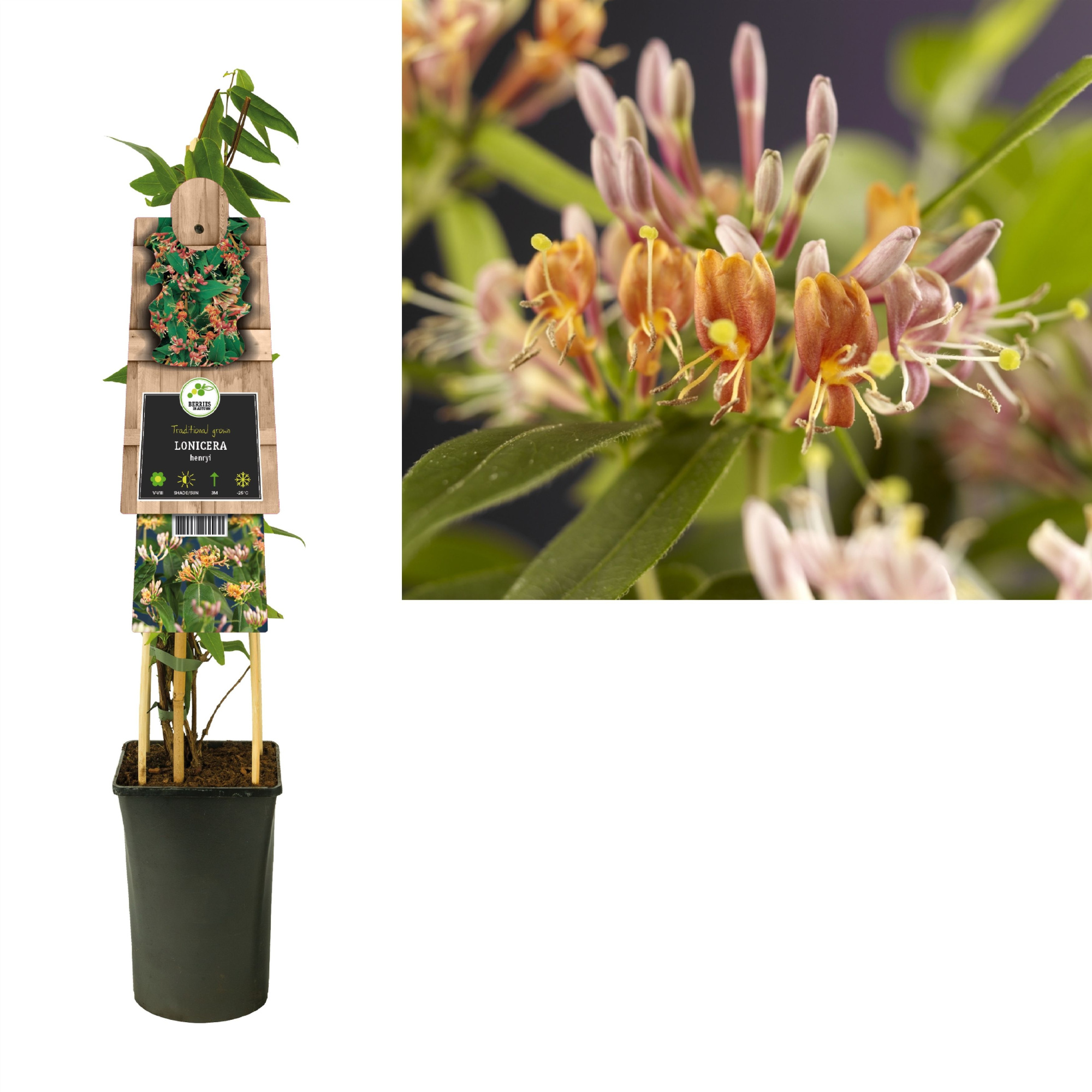 Lonicera henryi +3.0 label, D 17