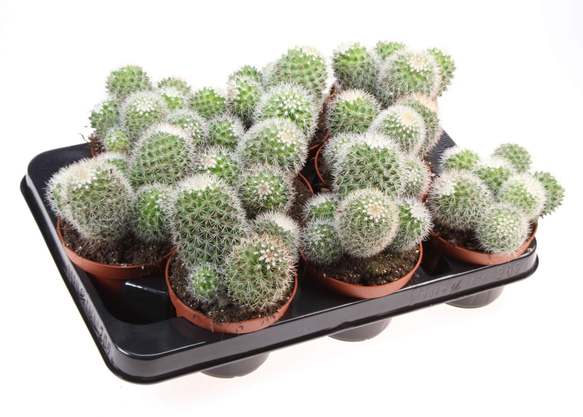 Mammillaria ernestii, D 10,5