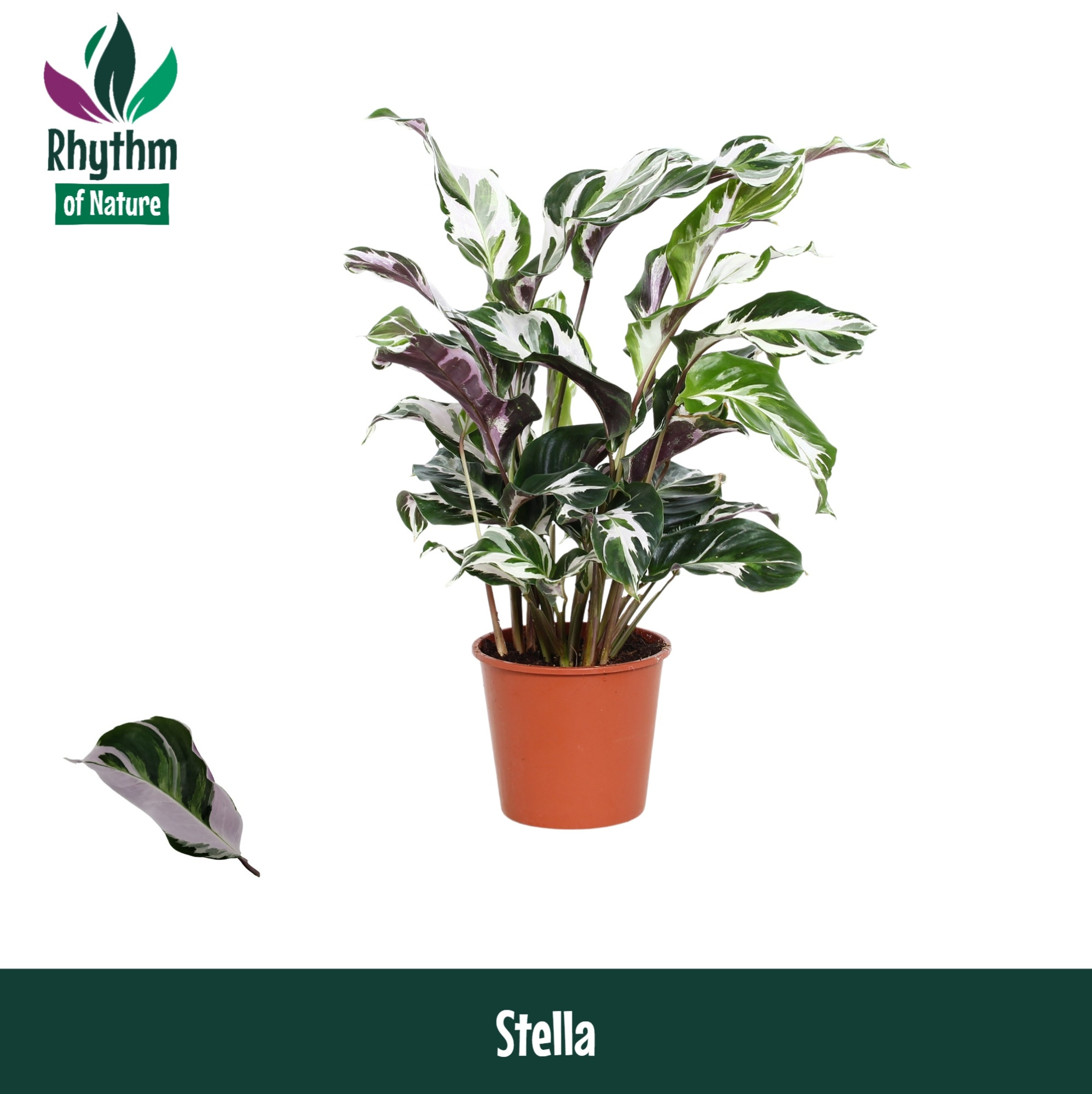Calathea 14cm Stella - Rhythm of Nature zonder hoes, D 14