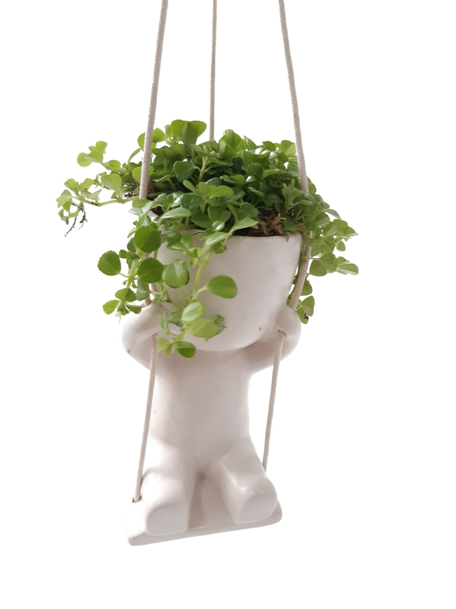 CLS15PIL Swing Chillings H15 Pilea Depressa, D 6