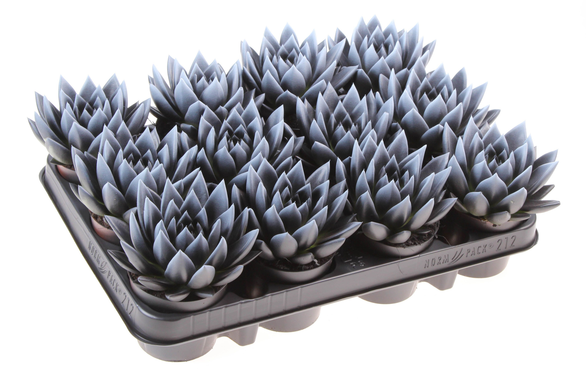 Halloween bicolor black + white point, D 8,5