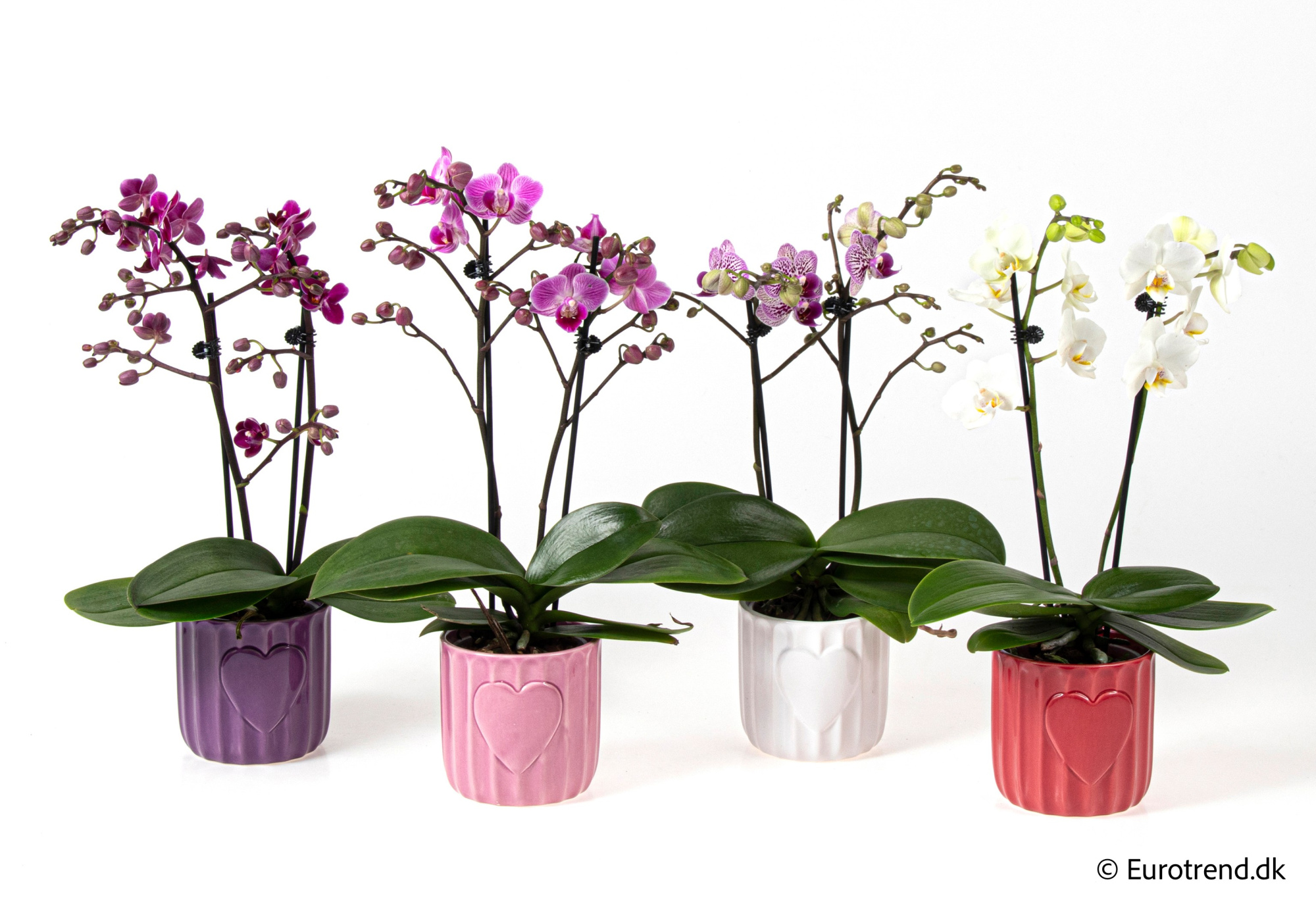 Phalaenopsis in Valentine ceramic 2026, D 9