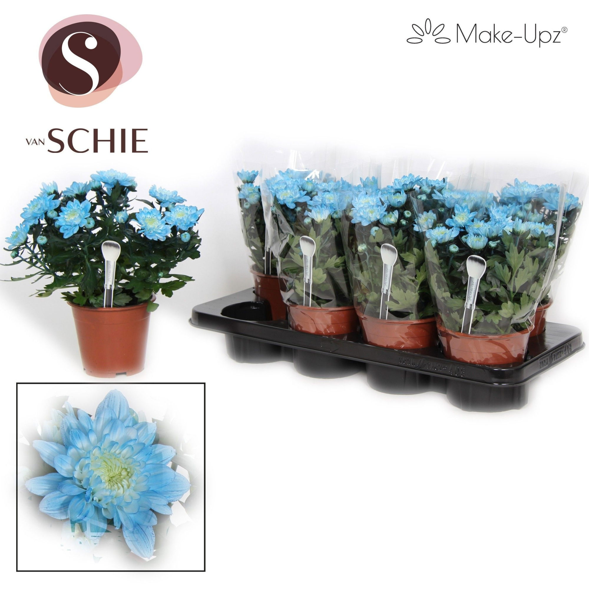 Ch Grandezza Make-Upz® UNO Blue, D 13