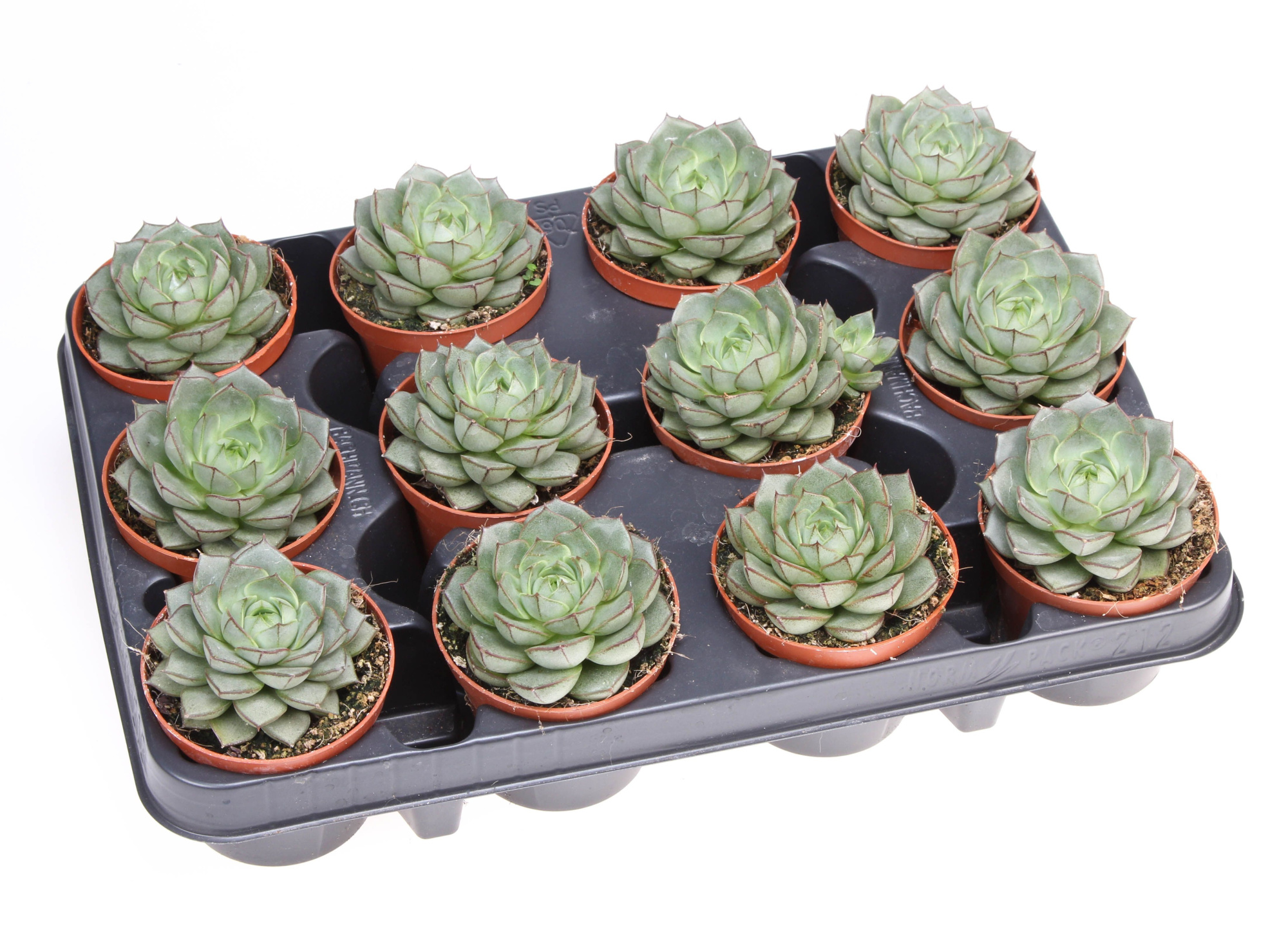 Echeveria Fabiola, D 8,5