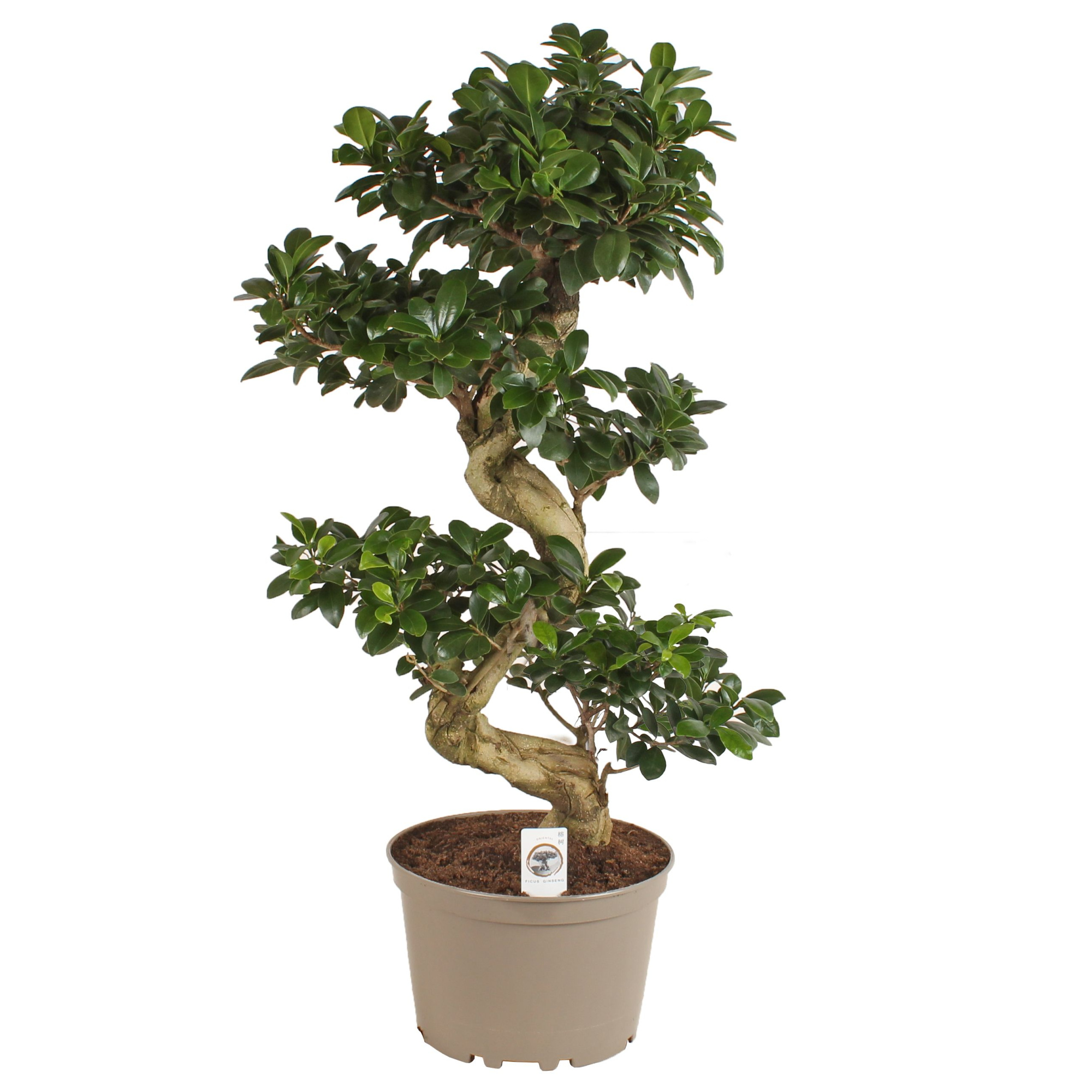 Ficus m. Ginseng pot ø24cm in Carbon Free pot S-Shape, D 24