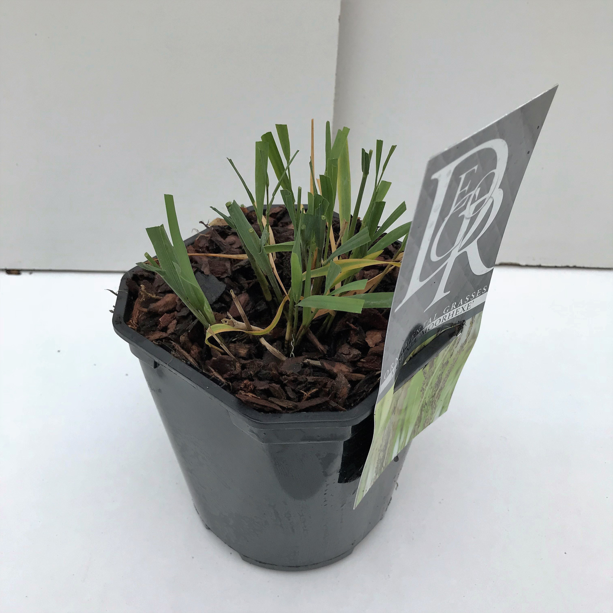 Molinia 'Moorhexe', D 17