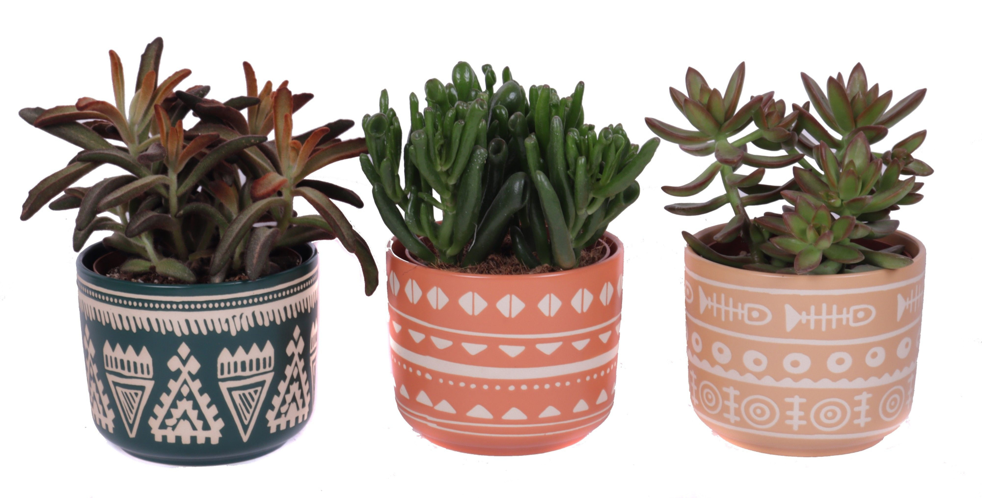 Succulenten mix 12 cm in vanuatu pot, D 14