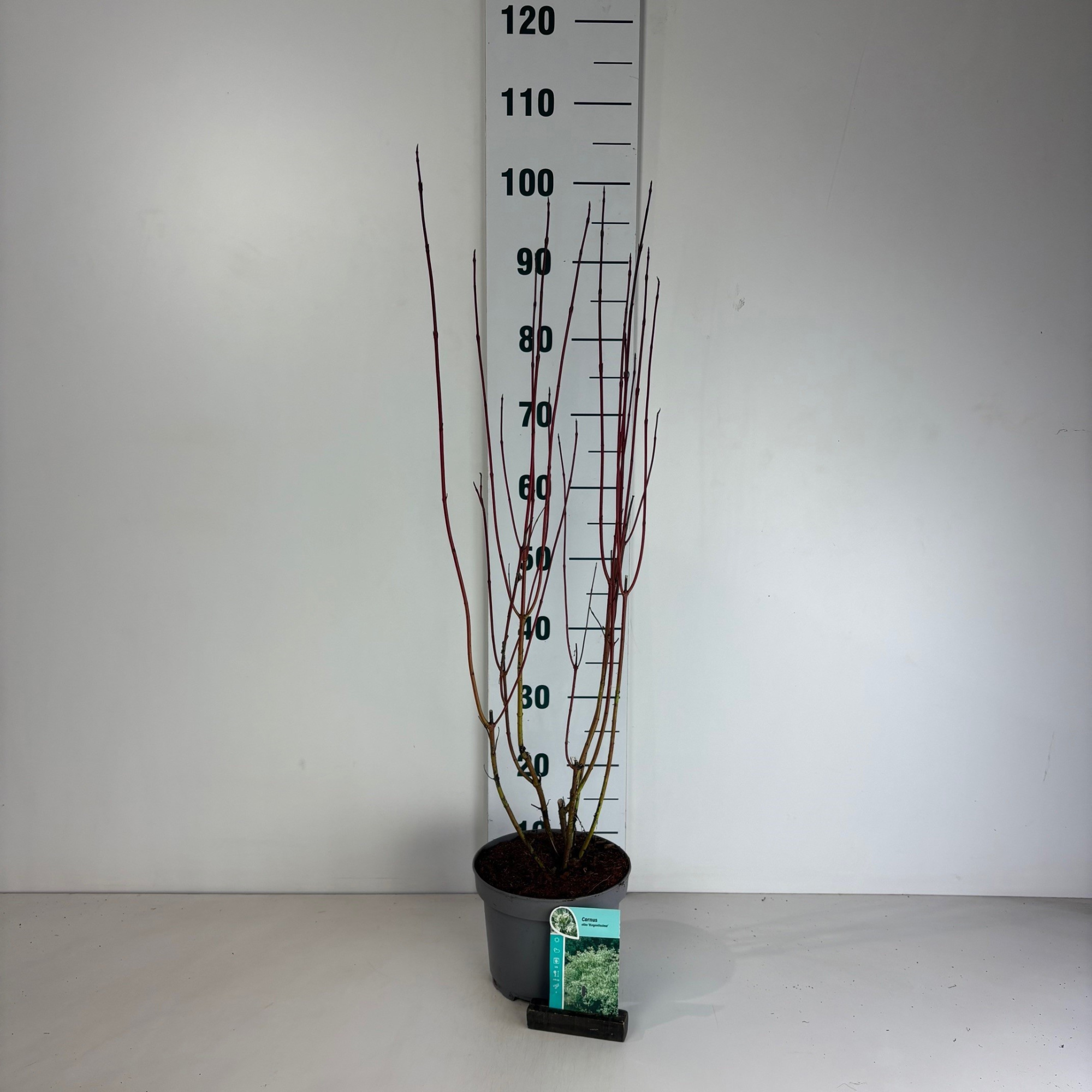 Cornus alba Elegantissima, D 20