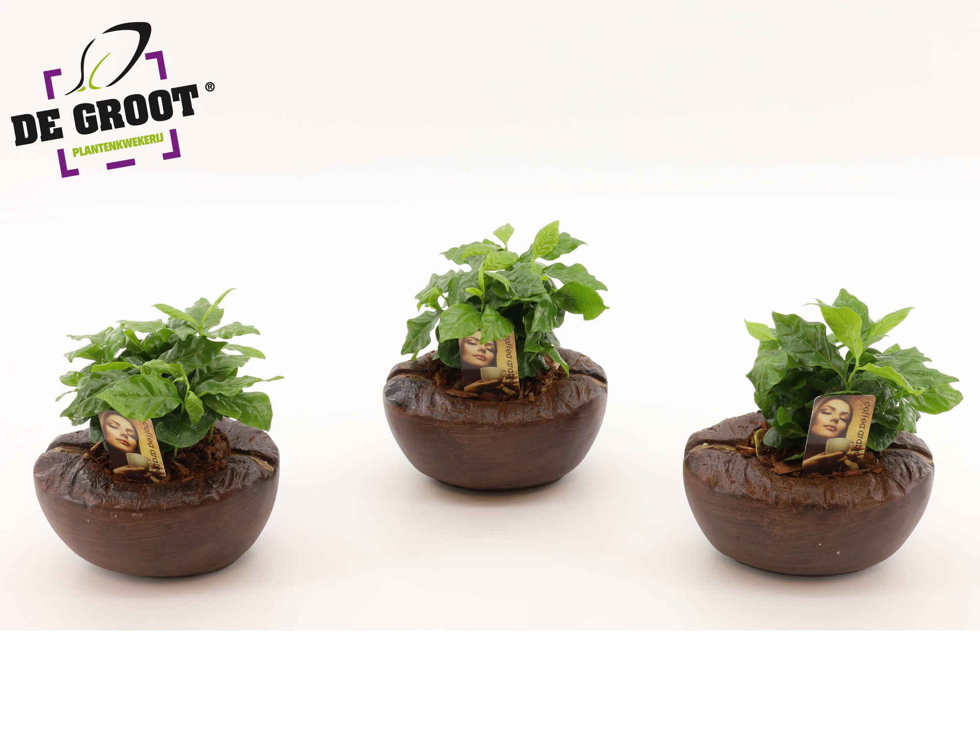 Coffea Arabica in koffieboon cementpot, D 9