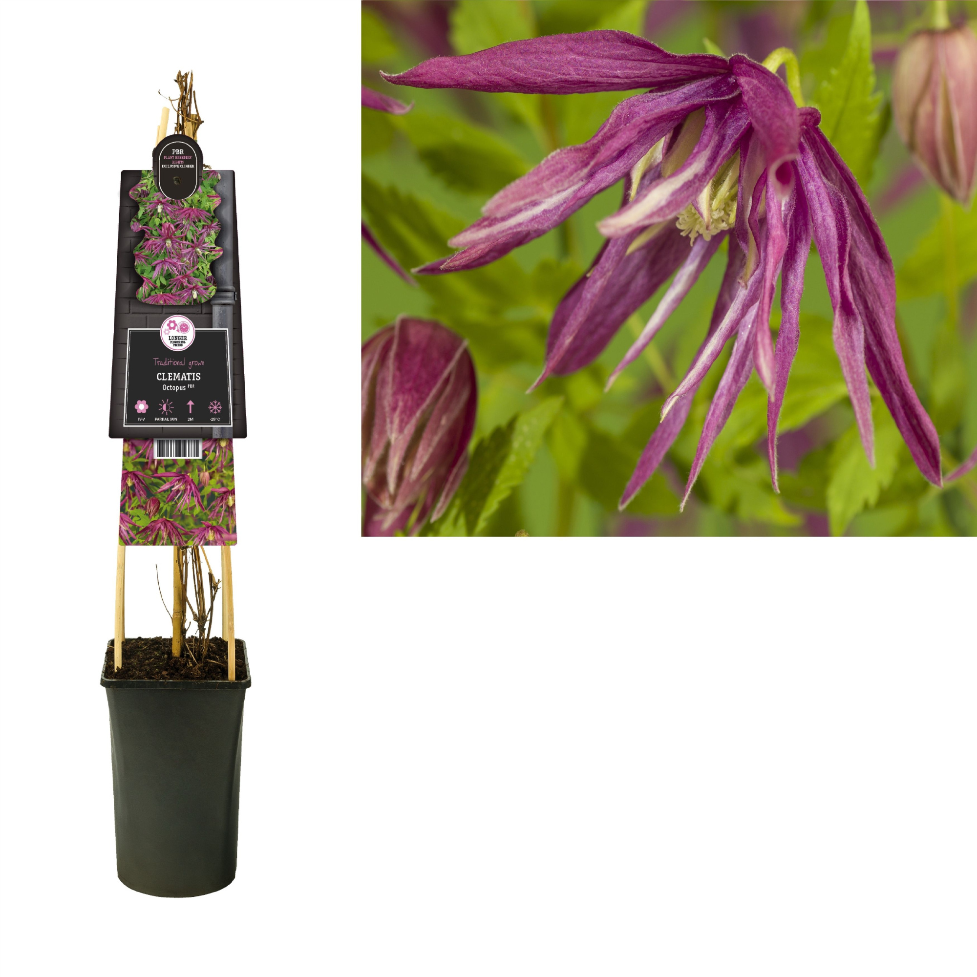 Clematis Octopus PBR +3.0 label, D 17