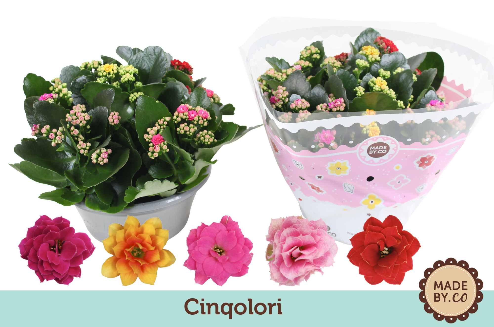 Kalanchoë Cinqolori - Carnaval, D 23