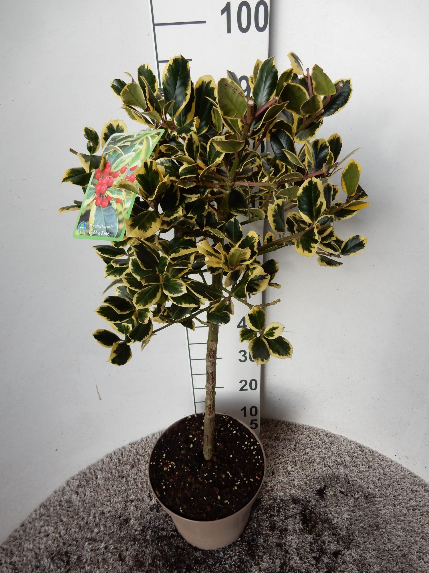 Ilex altaclerensis Golden King 50-60 St. P26 kroon 20 cm, D 26