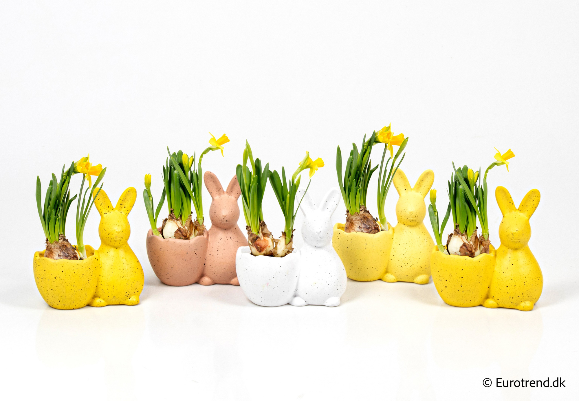 Narcissus in Easter ceramic 2026, D 6