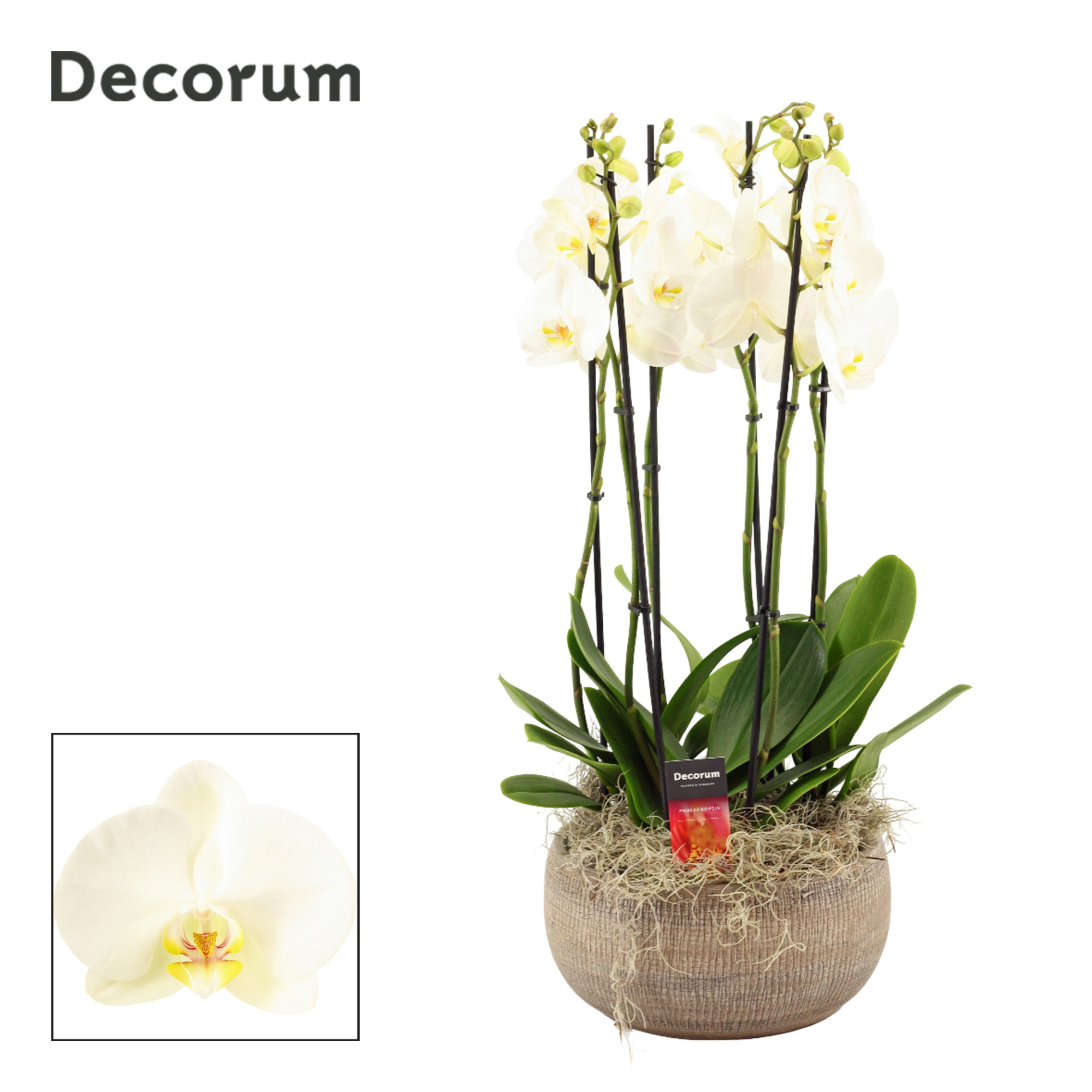 Bianca 6 tak symphony white (Deco-collection), D 27