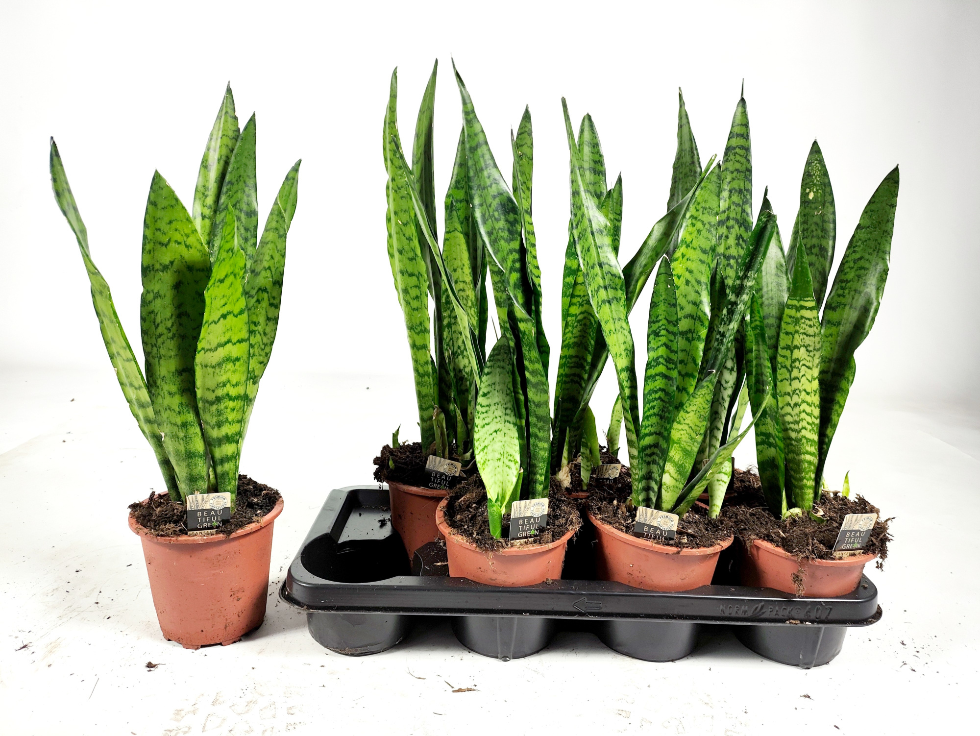Sansevieria zeylanica 50cm, D 14