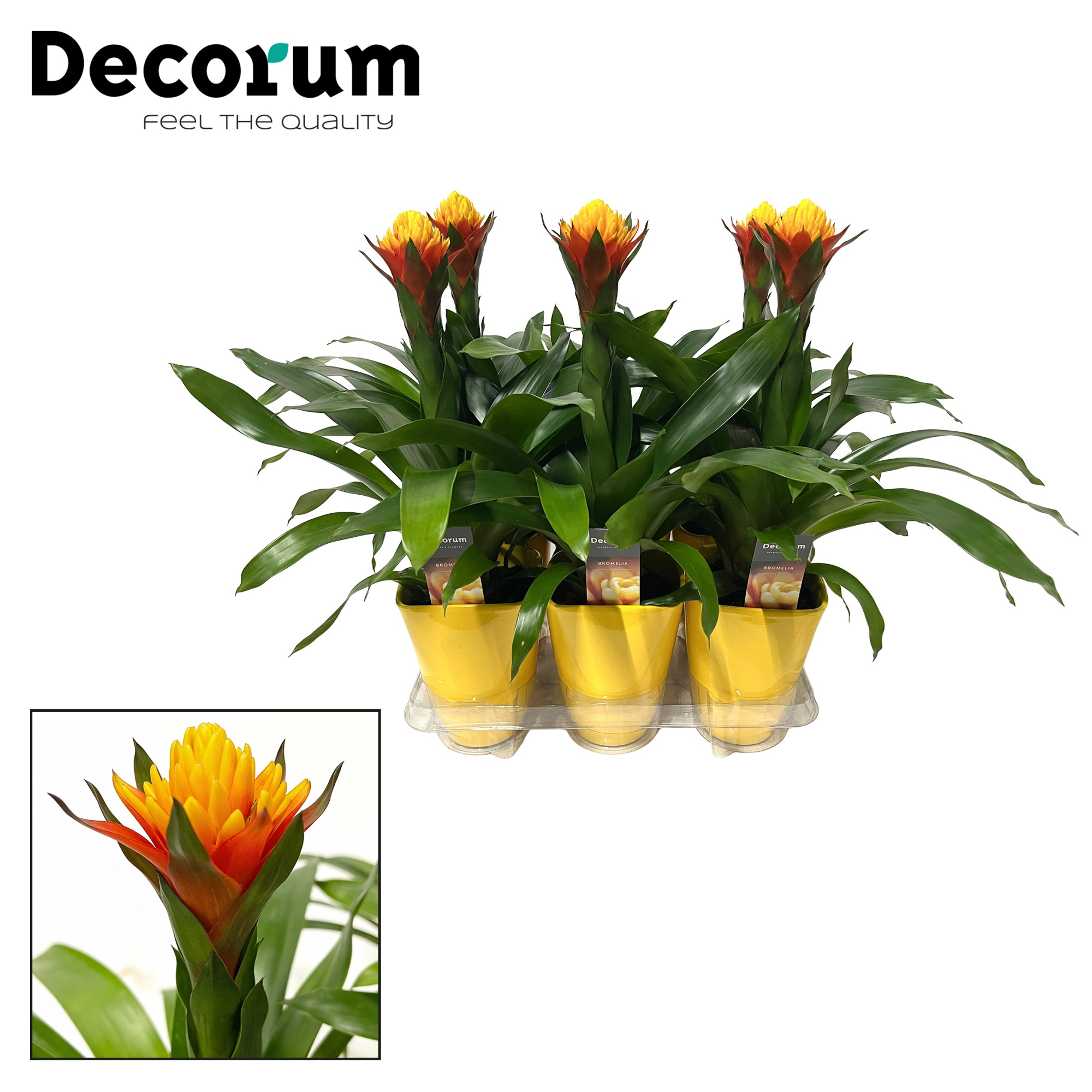 Guzmania Yeltix NEW Luxe keramiek (Decorum), D 14