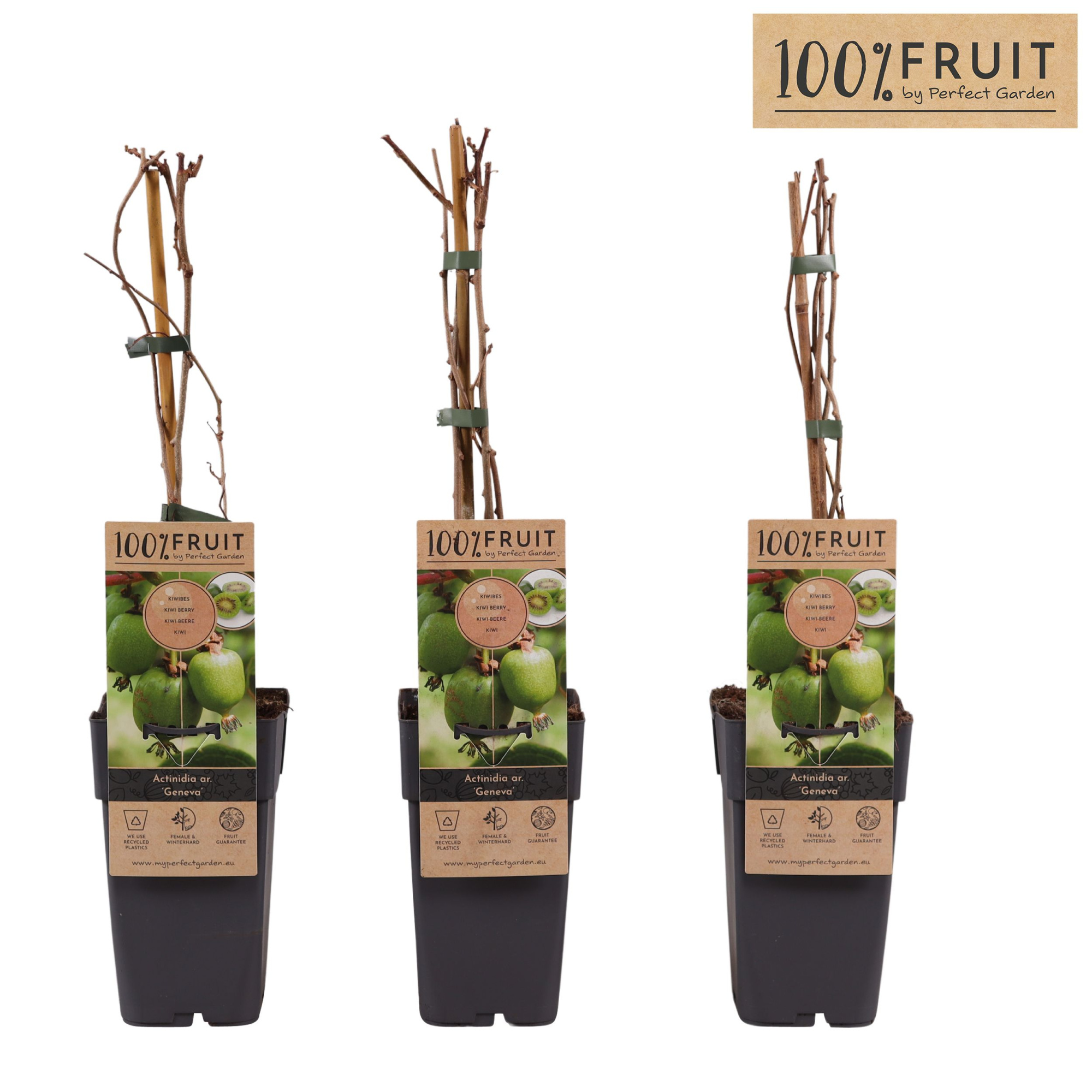 Actinidia arguta Geneva P15, D 15