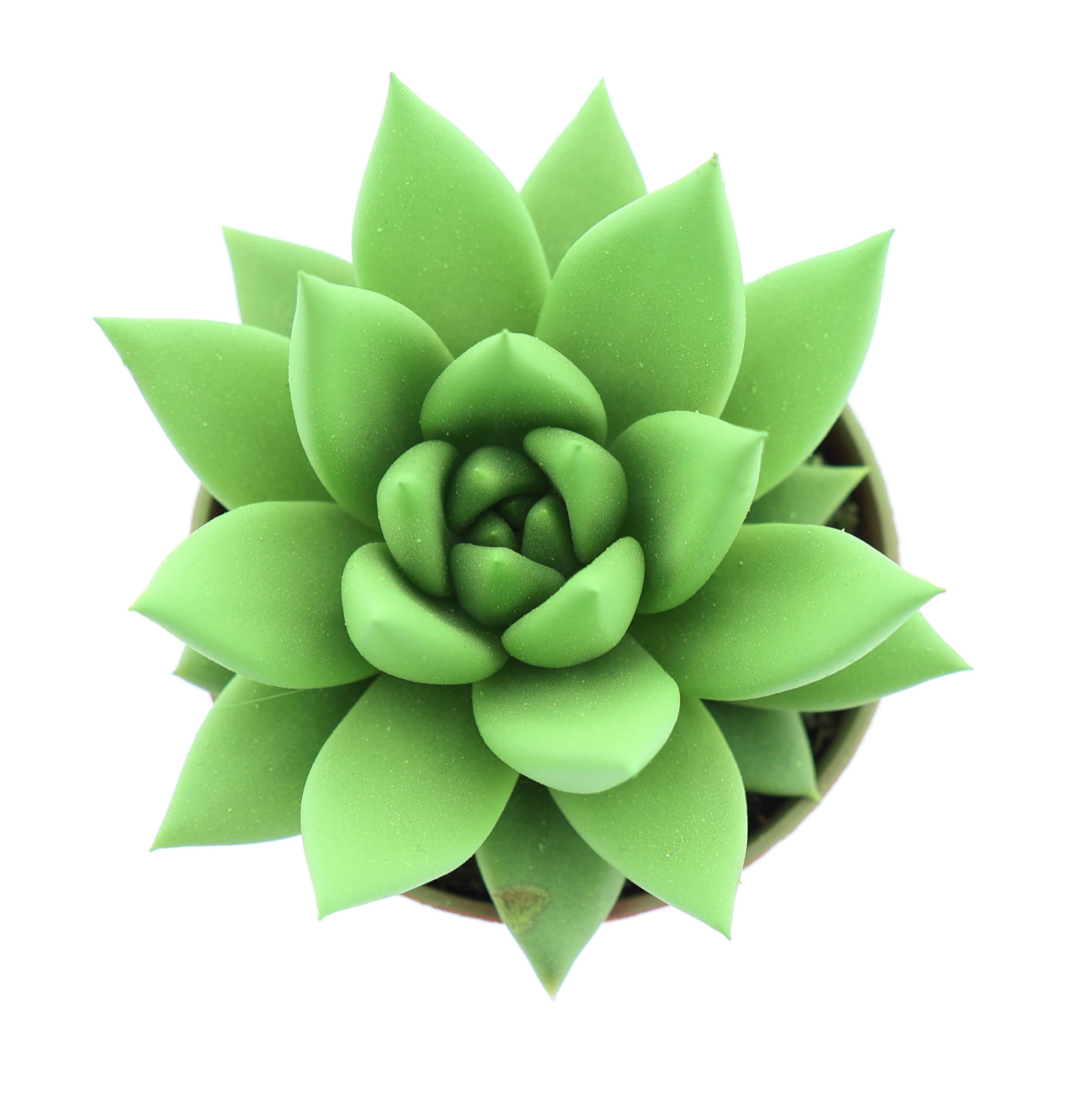 Rainbow bright green, D 5,5