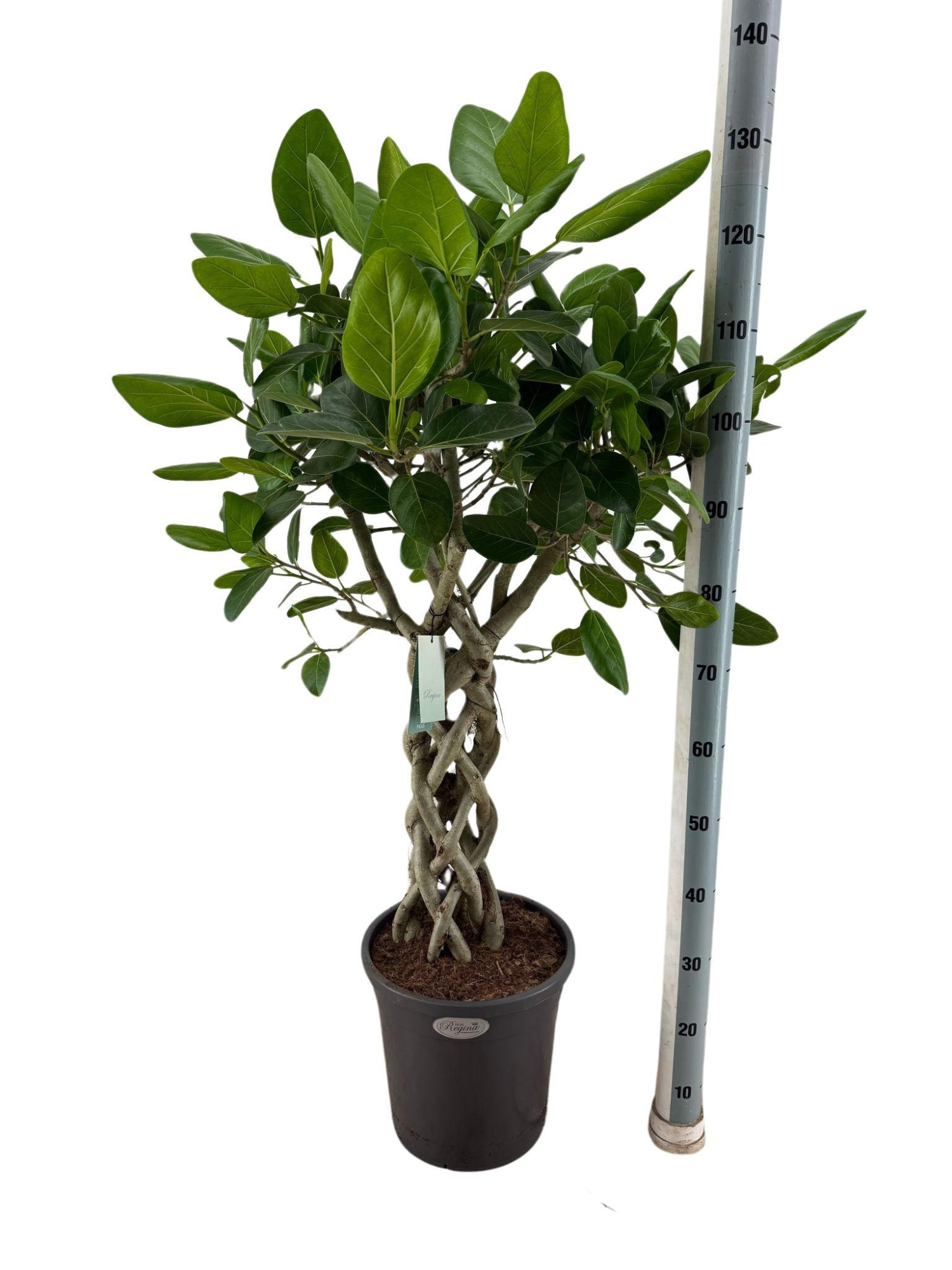 Ficus Benghalensis Audrey koker p31, D 31