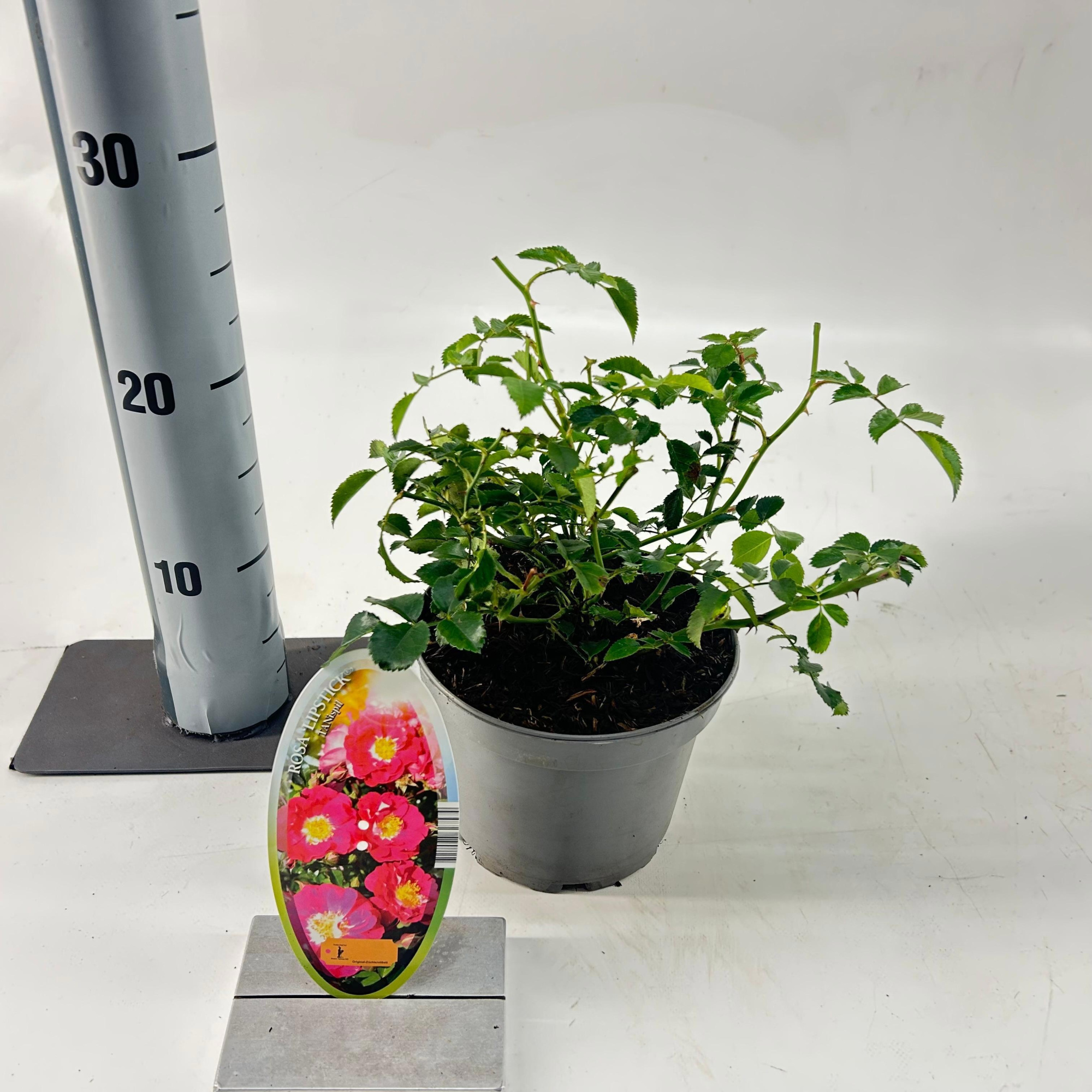 Rosa (H) 'Lipstick', D 15