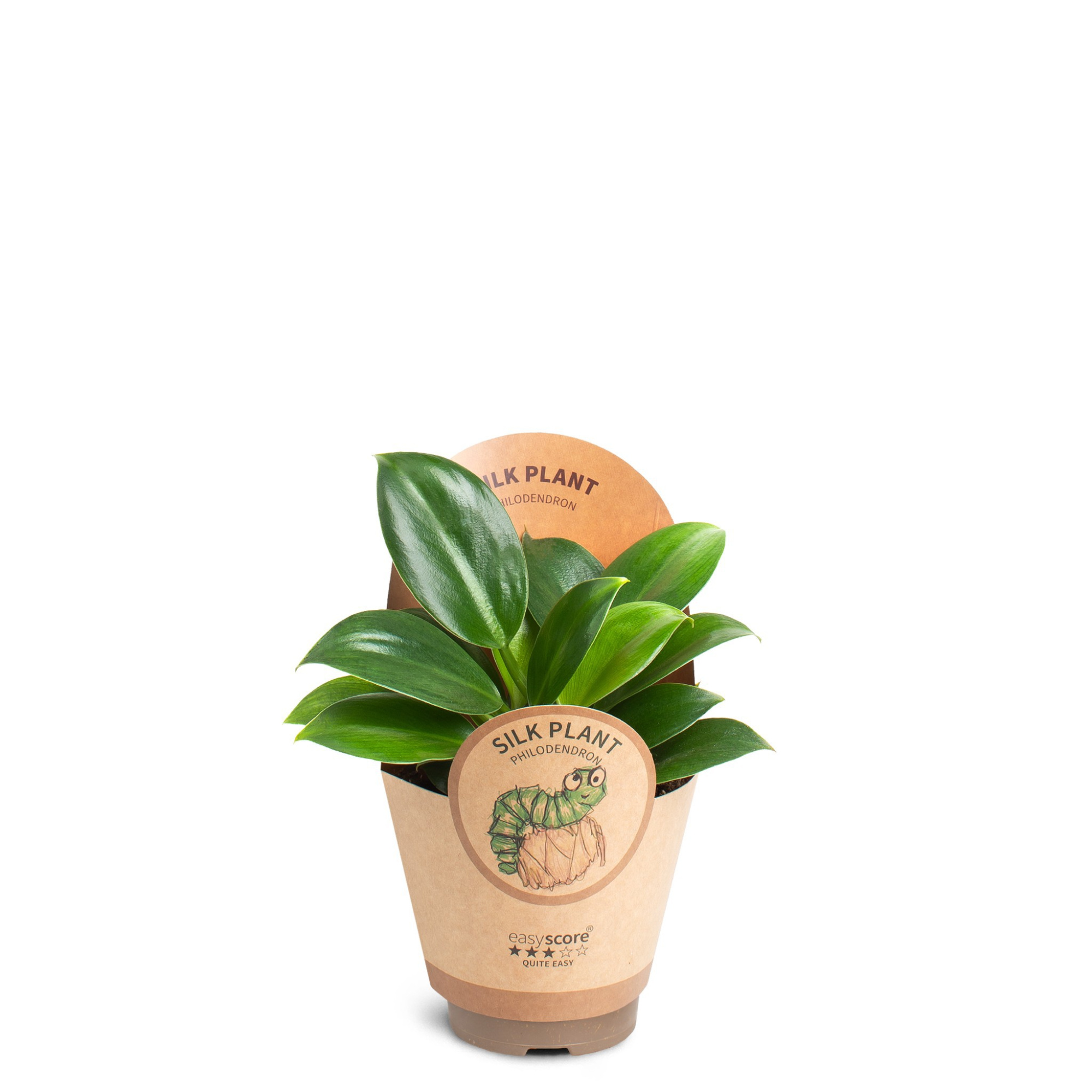 Philodendron ´Green Princess´, D 9