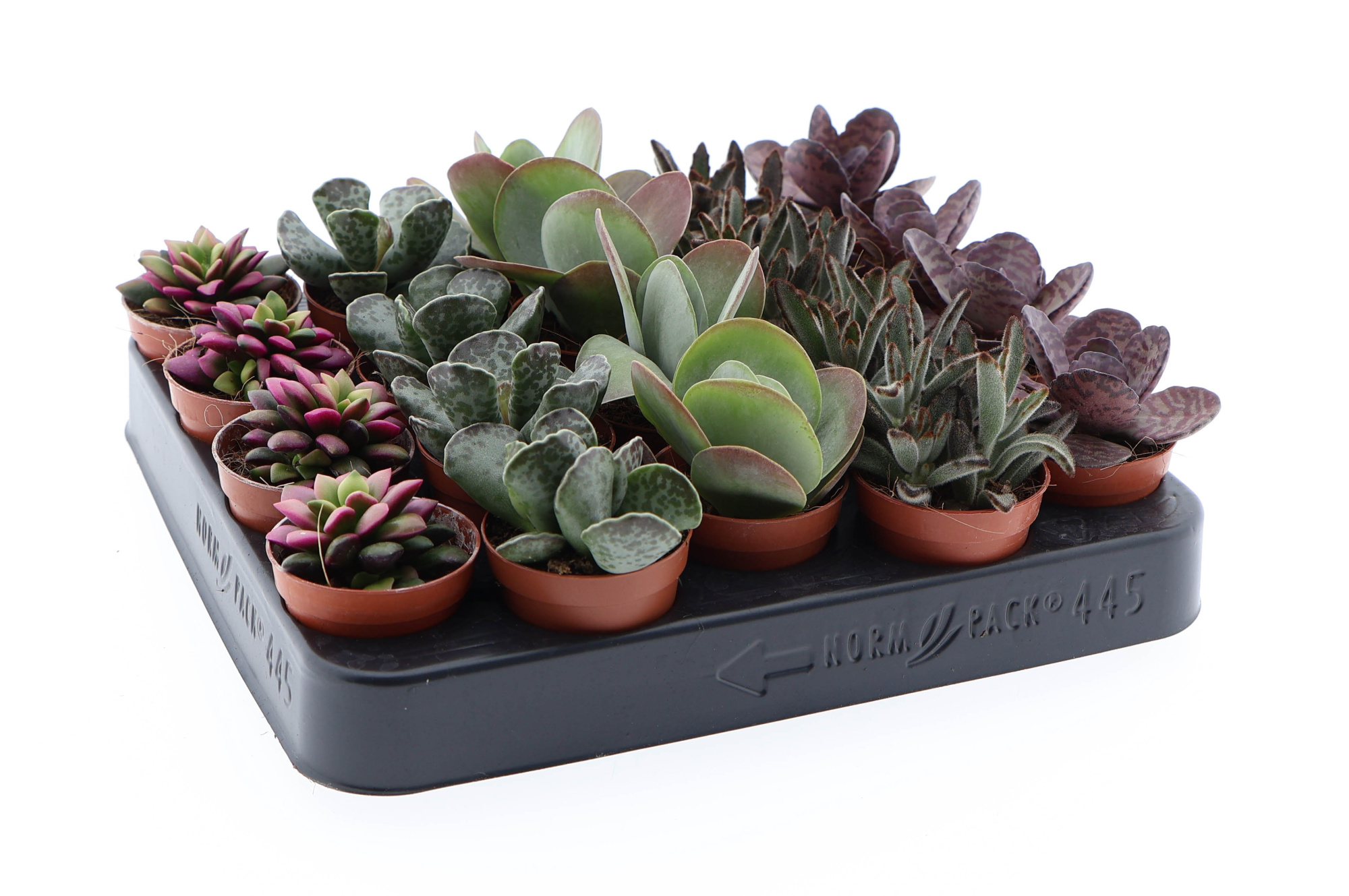 Succulenten Excellent mix, D 5,5