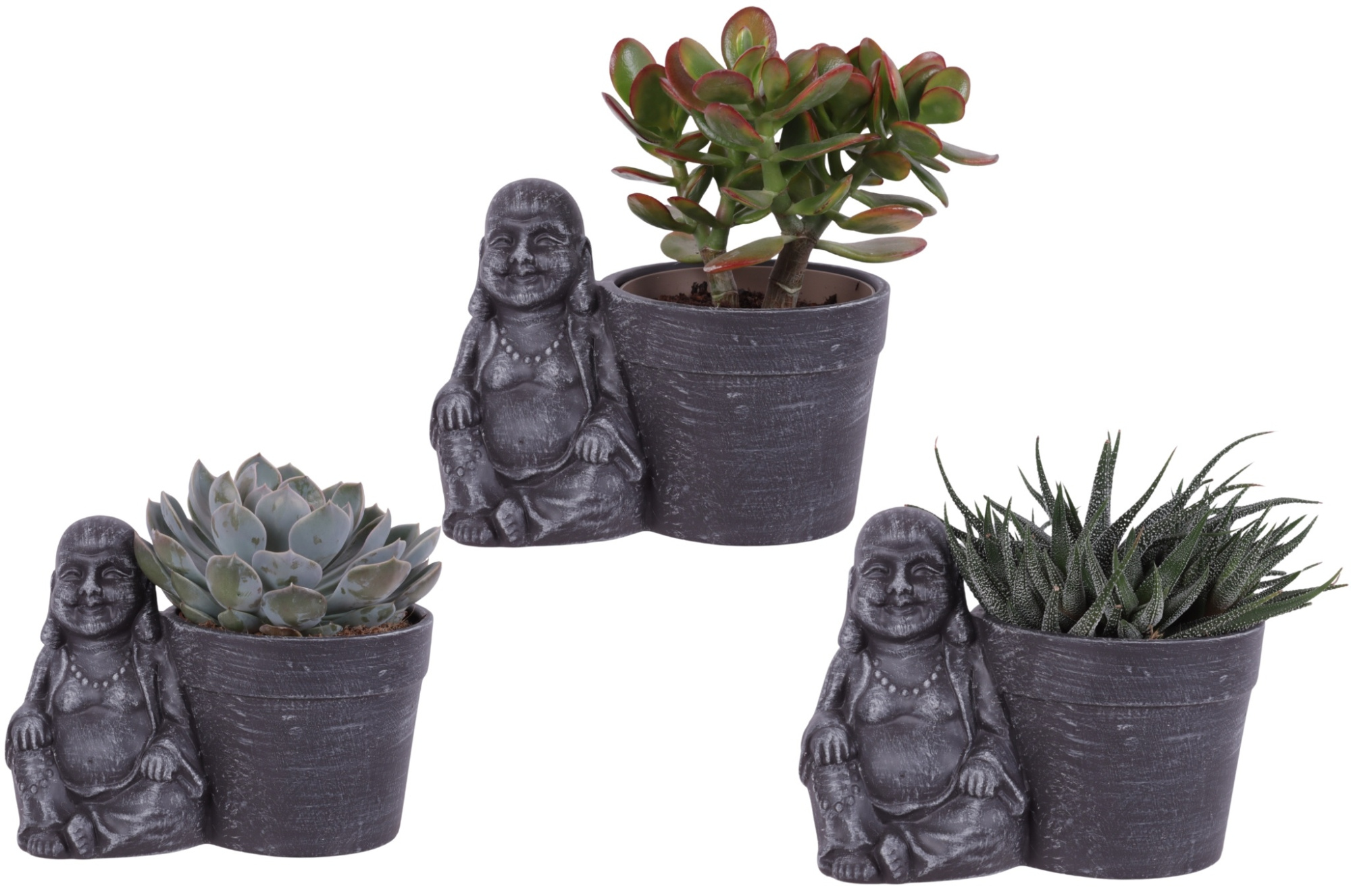 Succulenten mix Ø12cm in Ceramic Sitting Buddha Ø21cm, D 21