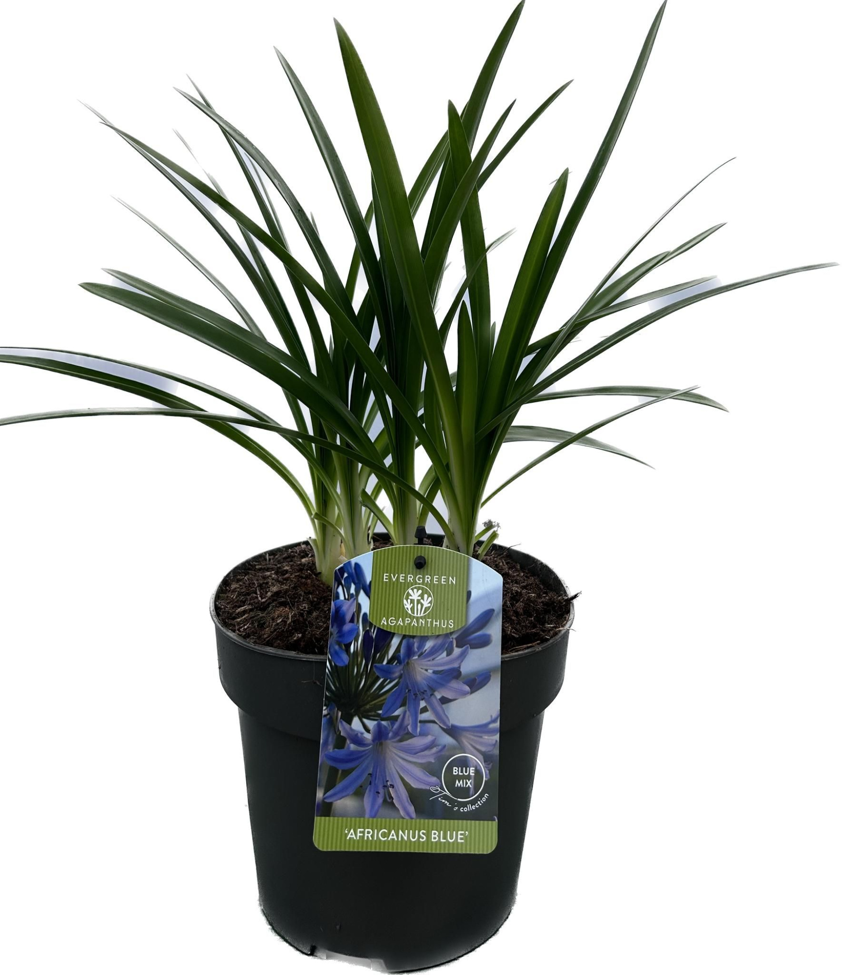Agapanthus 'Africanus Blue' P17 EVERGREEN, D 17