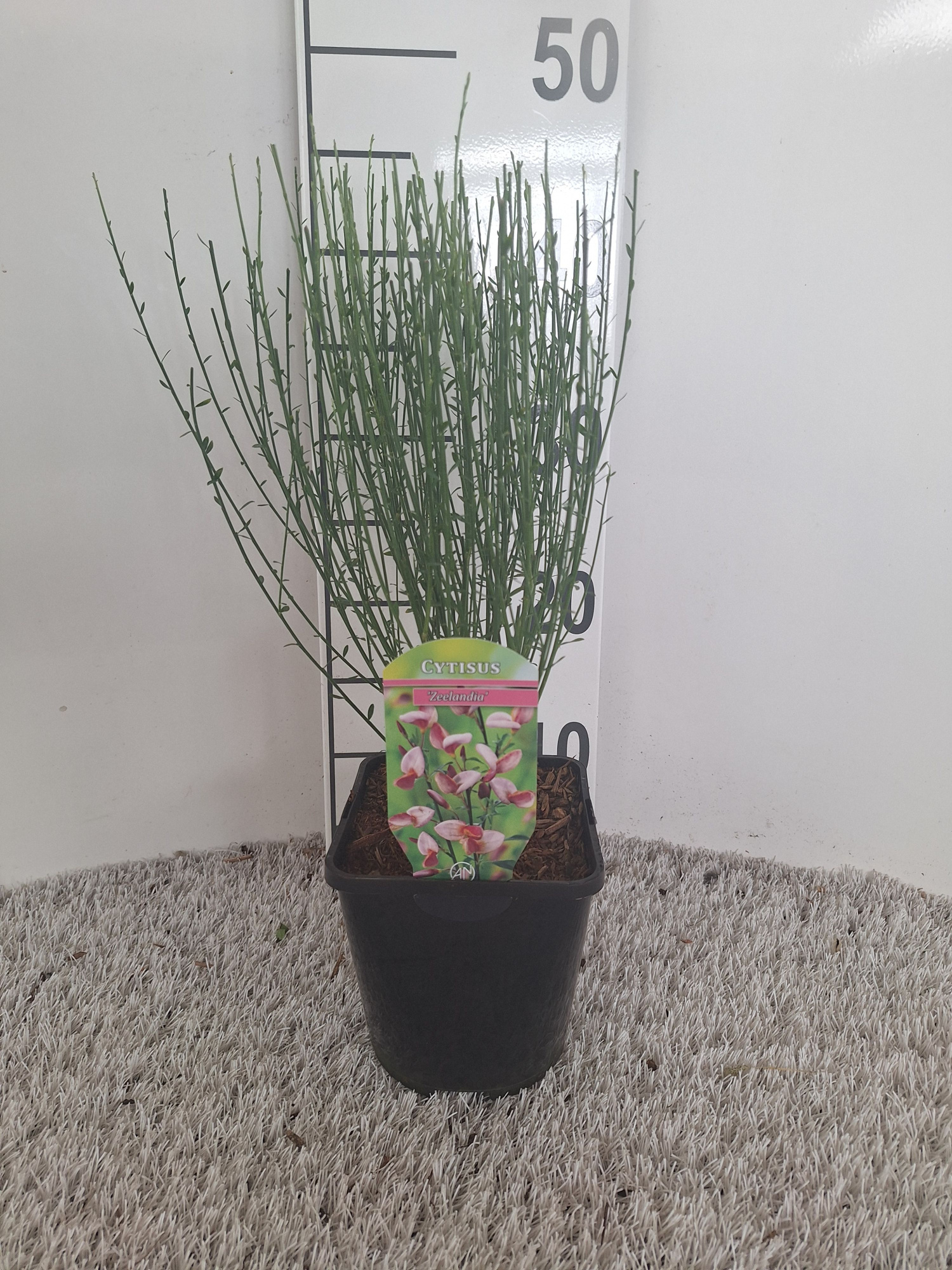 Cytisus Praecox Grp 'Zeelandia', D 14