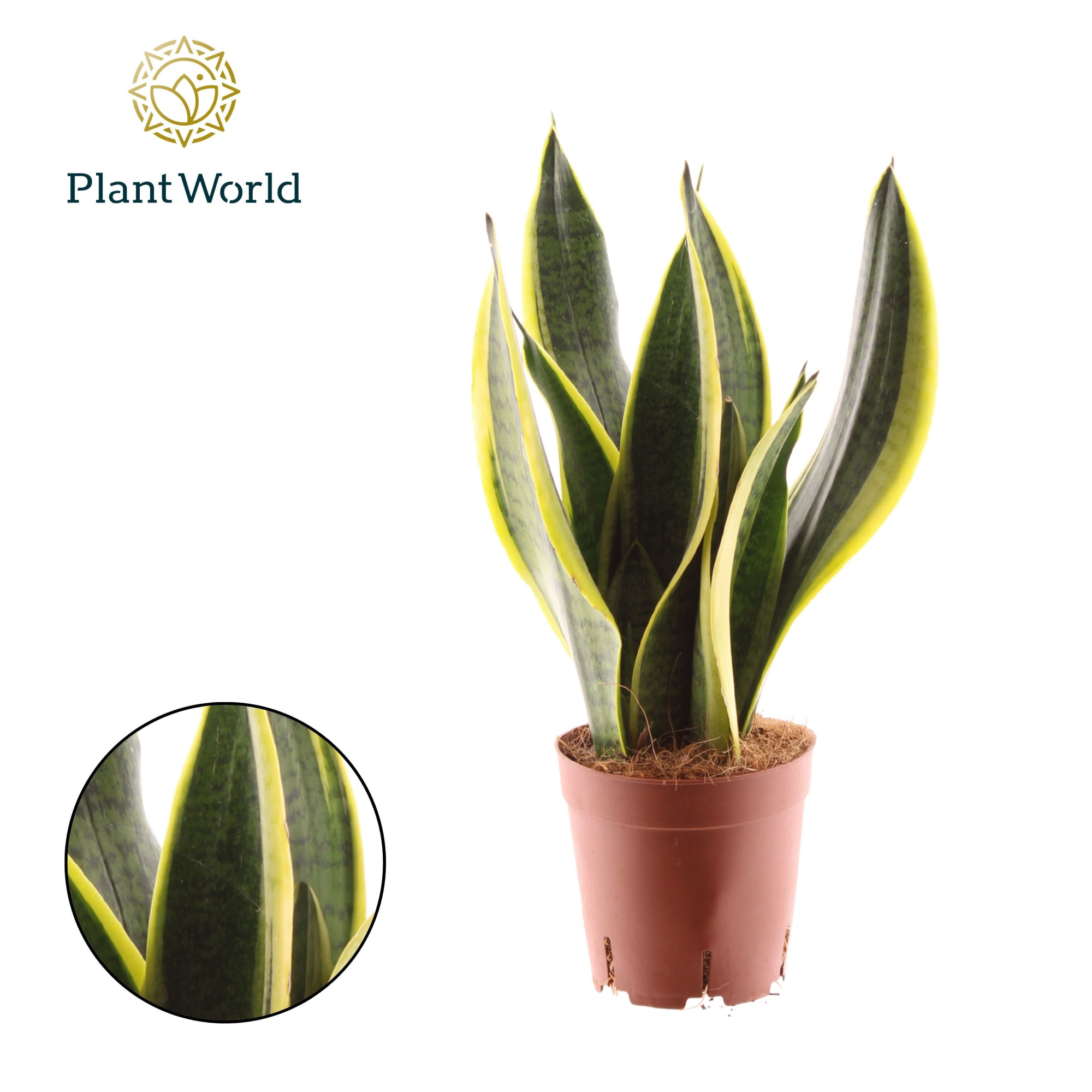 Sansevieria Futura Superba 3 stekken p.p., D 14