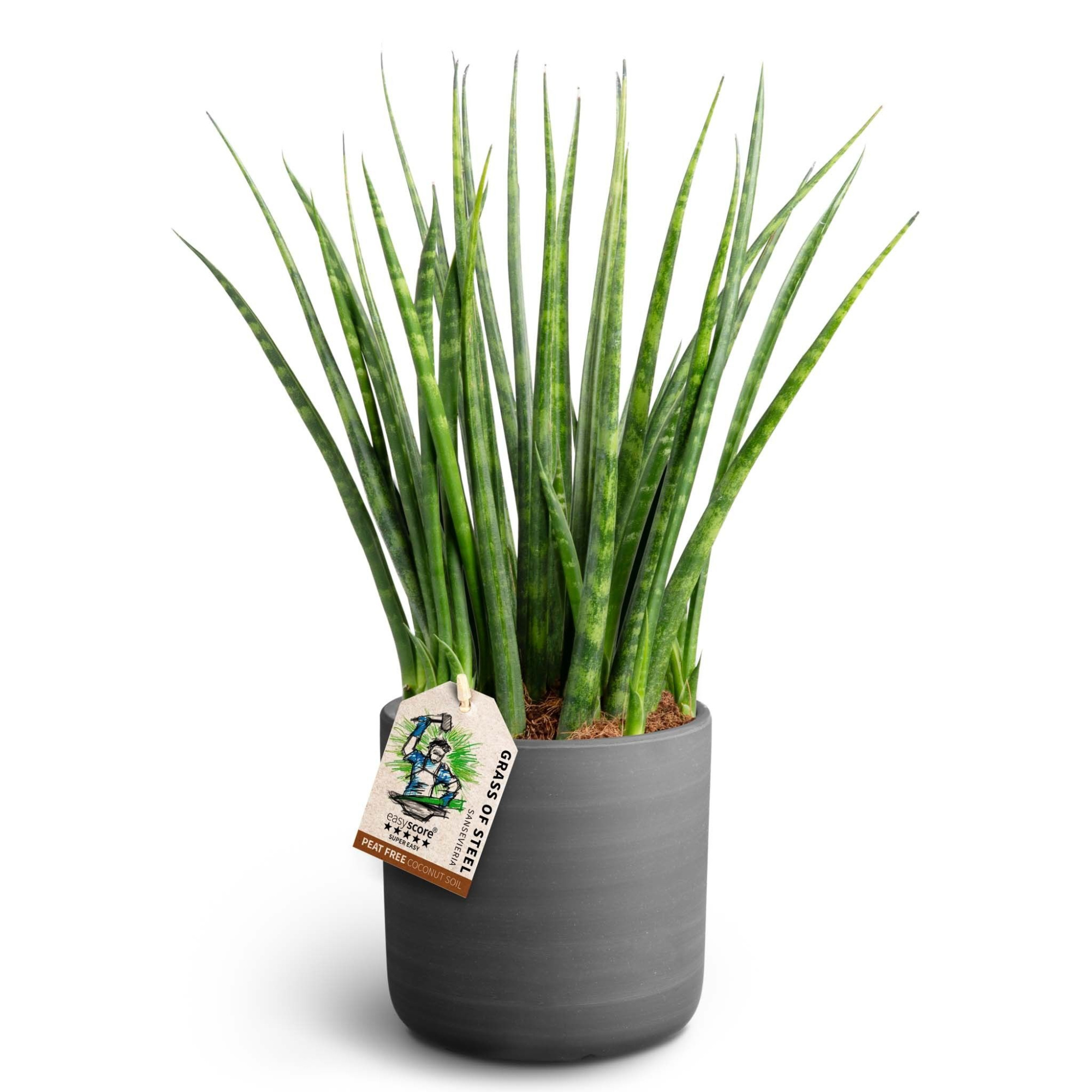 Raw Black, Sansevieria ´Fernwood´, D 12