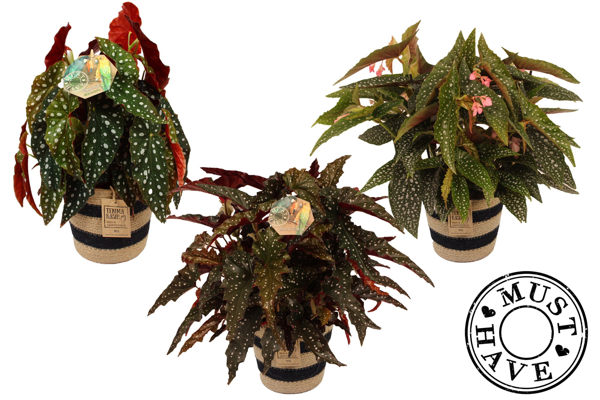 Maculata Mix 3 soorten in Jutte Mand MUST HAVE, D 17