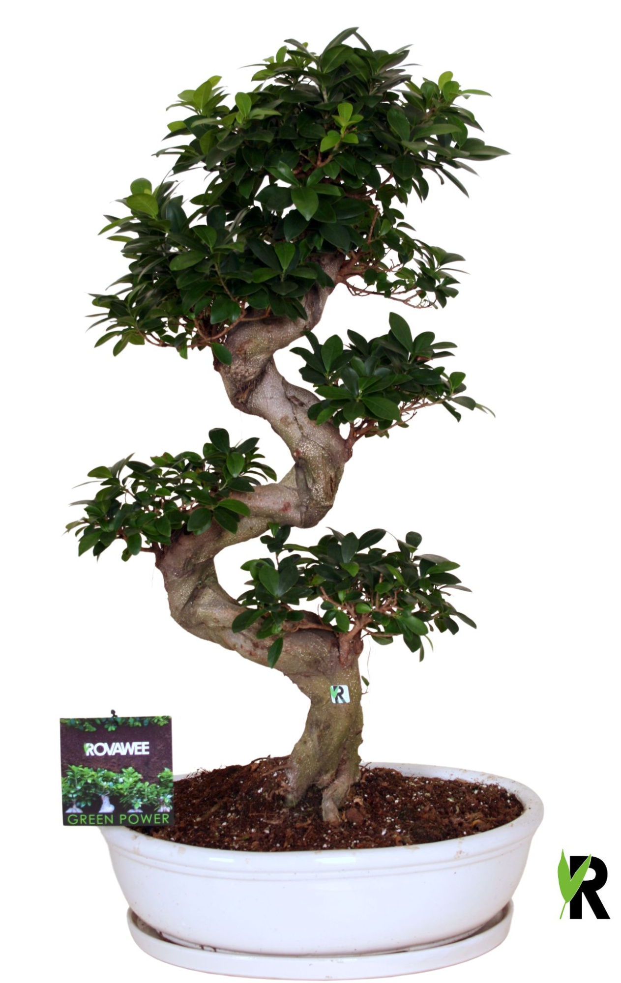 Ficus micr. S-type in keram. ovale schaal met schotel wit, D 50