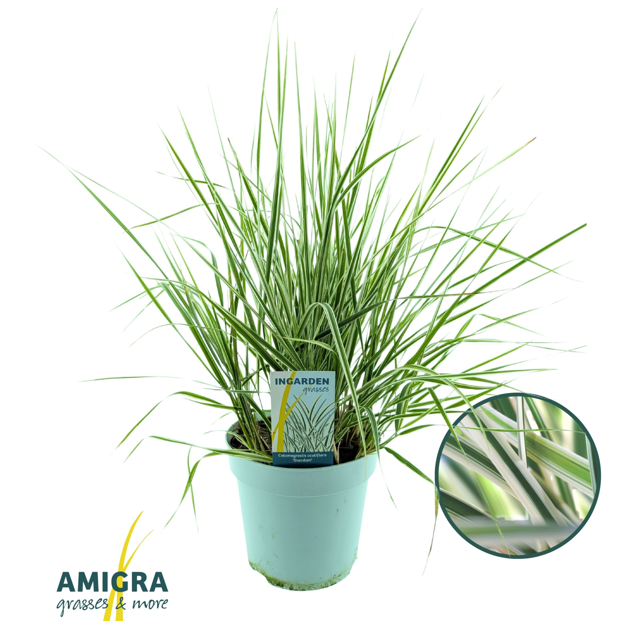 Calamagrostis accutiflora 'Overdam', D 17