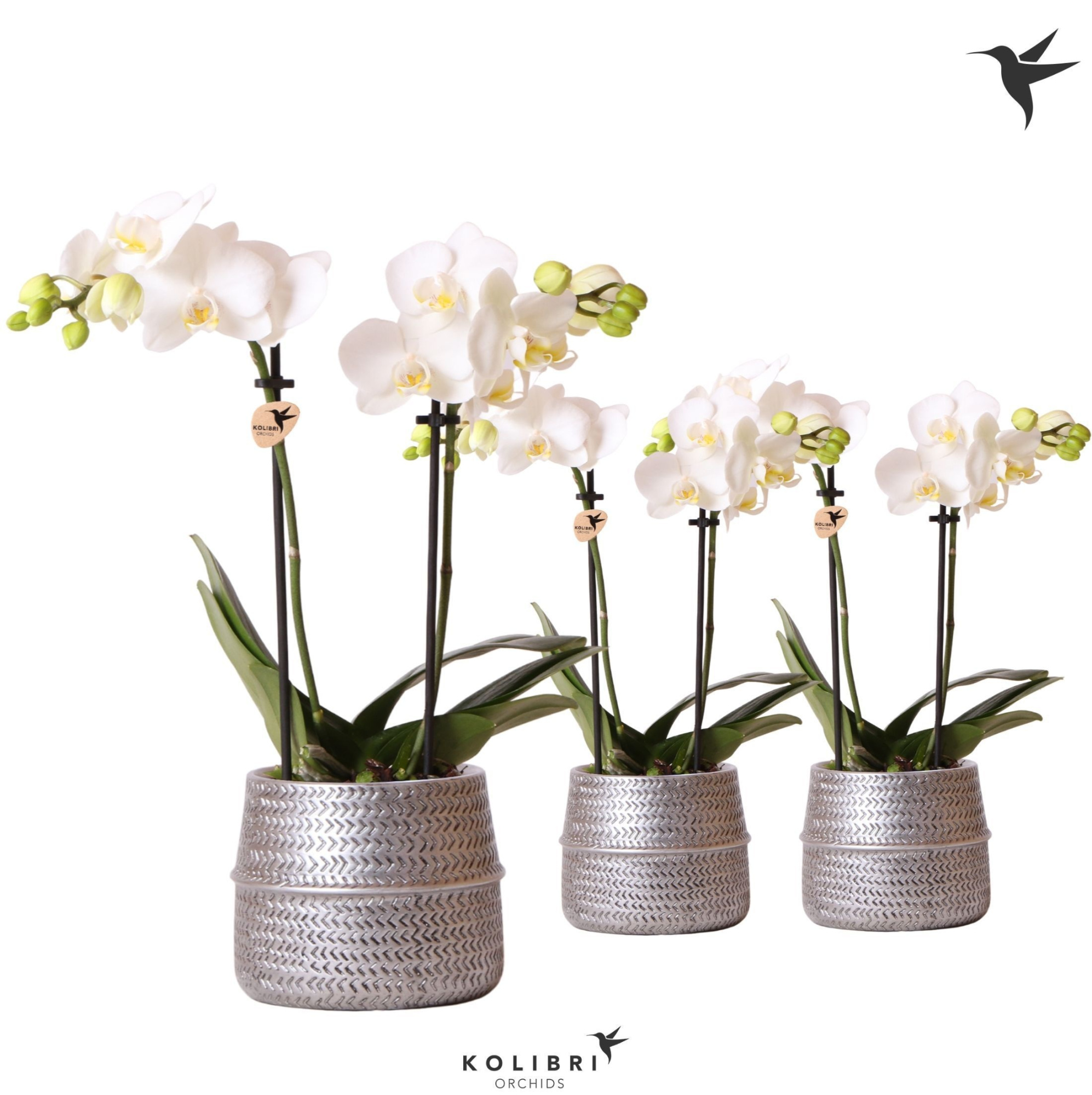 Kolibri Orchids Phalaenopsis white 2 spike in Groove pot silver, D 9