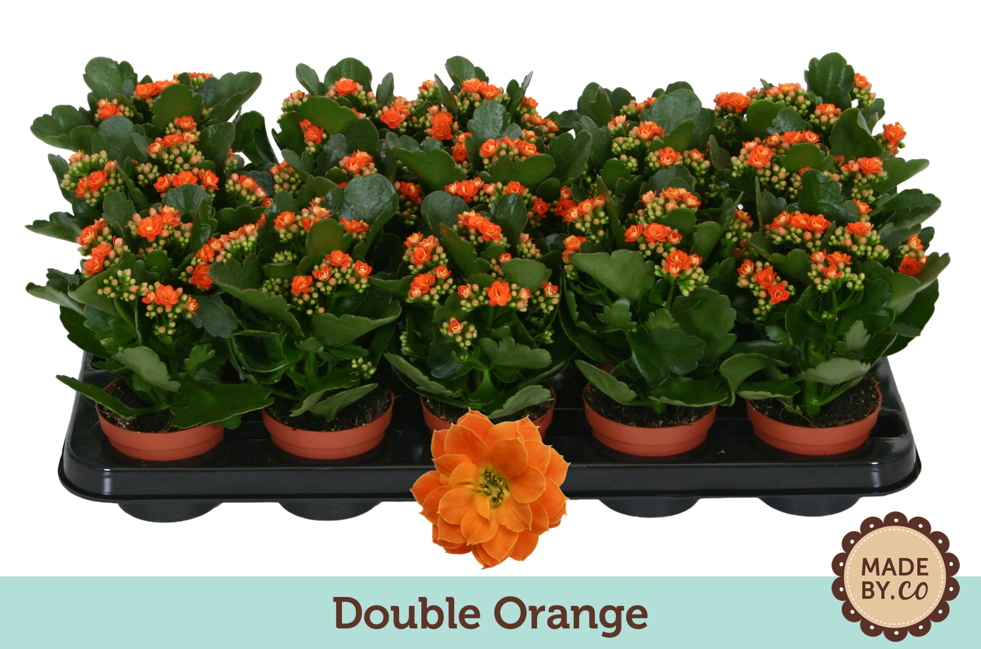 Kalanchoë Double Orange - no sleeve, D 9