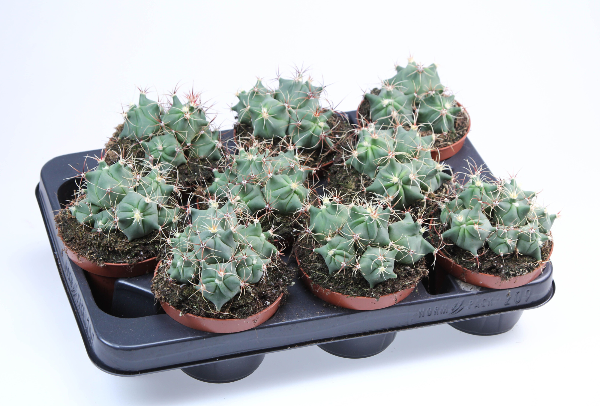 Ferocactus Electracanthus Dubbel, D 10,5