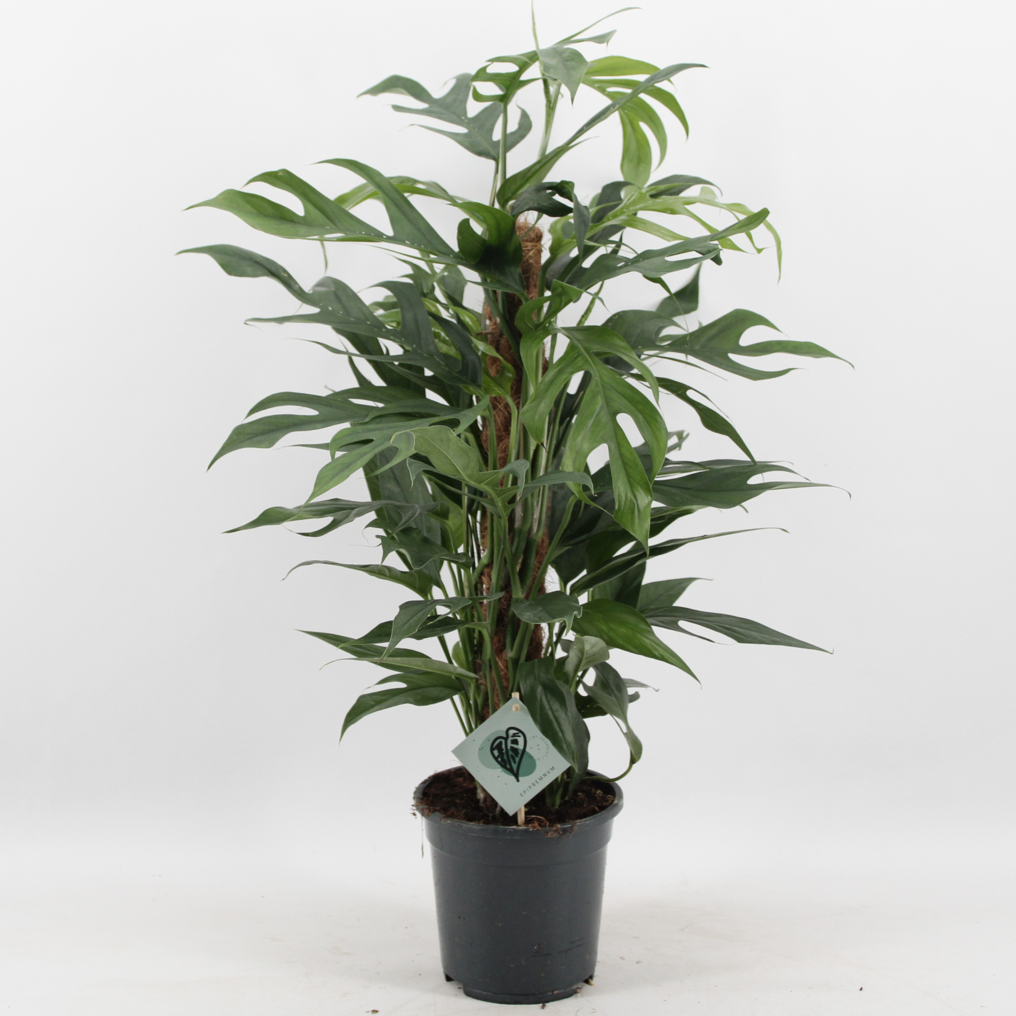 Epipremnum Pinnatum Baltic Blue Mosstok, D 17