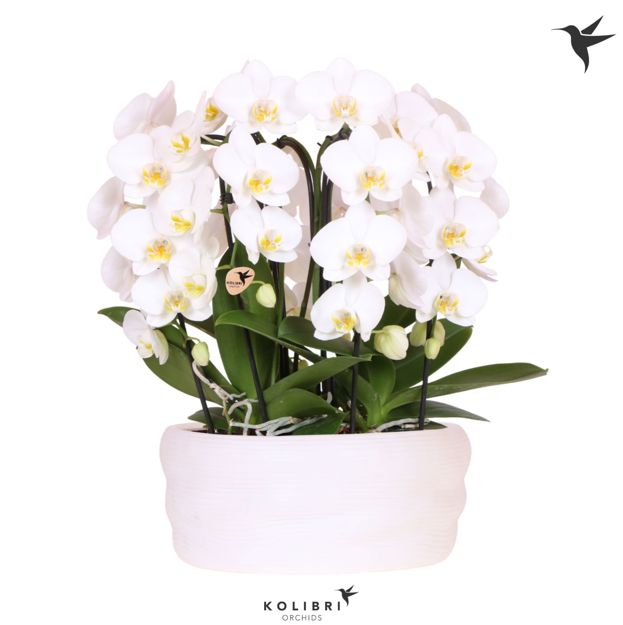 Kolibri Orchids Phalaenopsis Mono Bouquet Niagara Fall white 6 spike in dish white, D 28