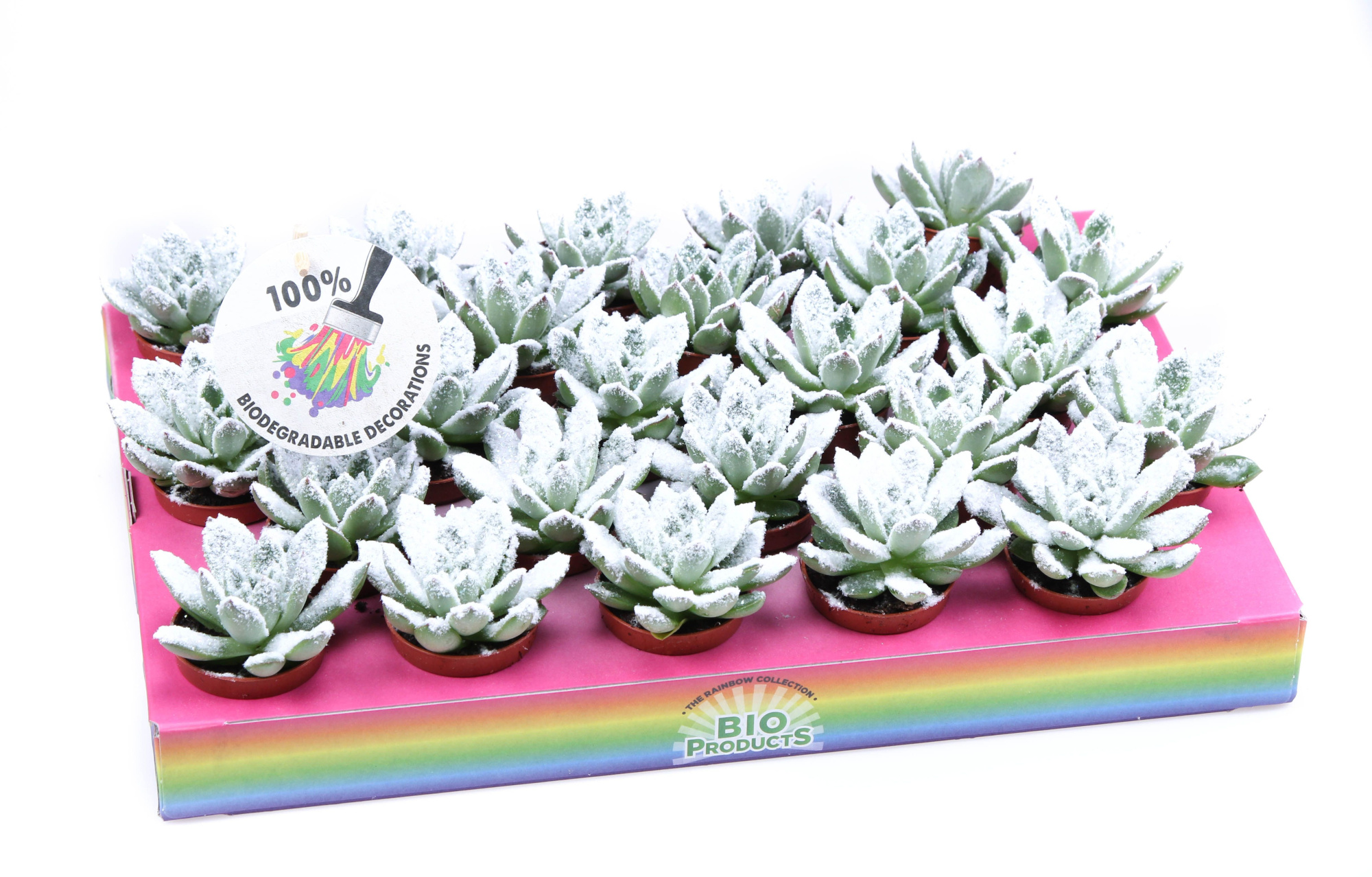 Bio miranda snow, D 5,5