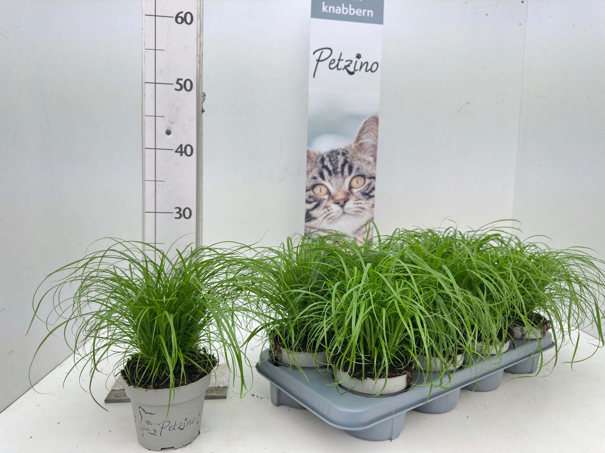 Petzino® Cyperus Zumula T12, D 12