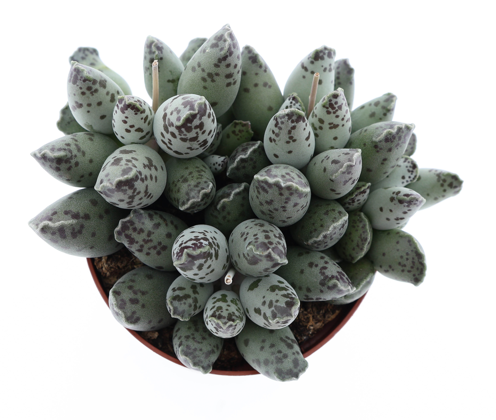Adromischus Grey, D 8,5