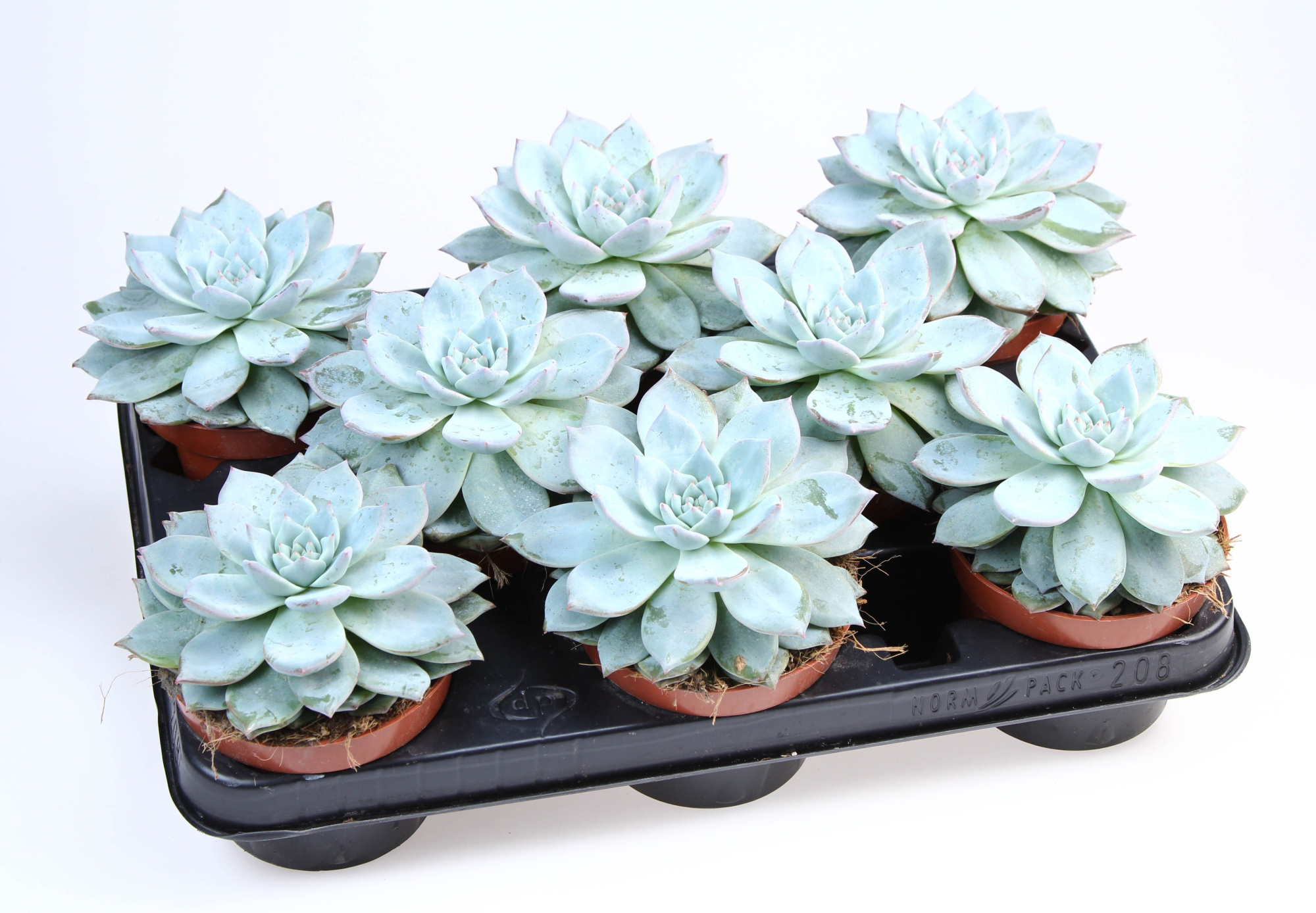 Echeveria blue bird, D 10,5