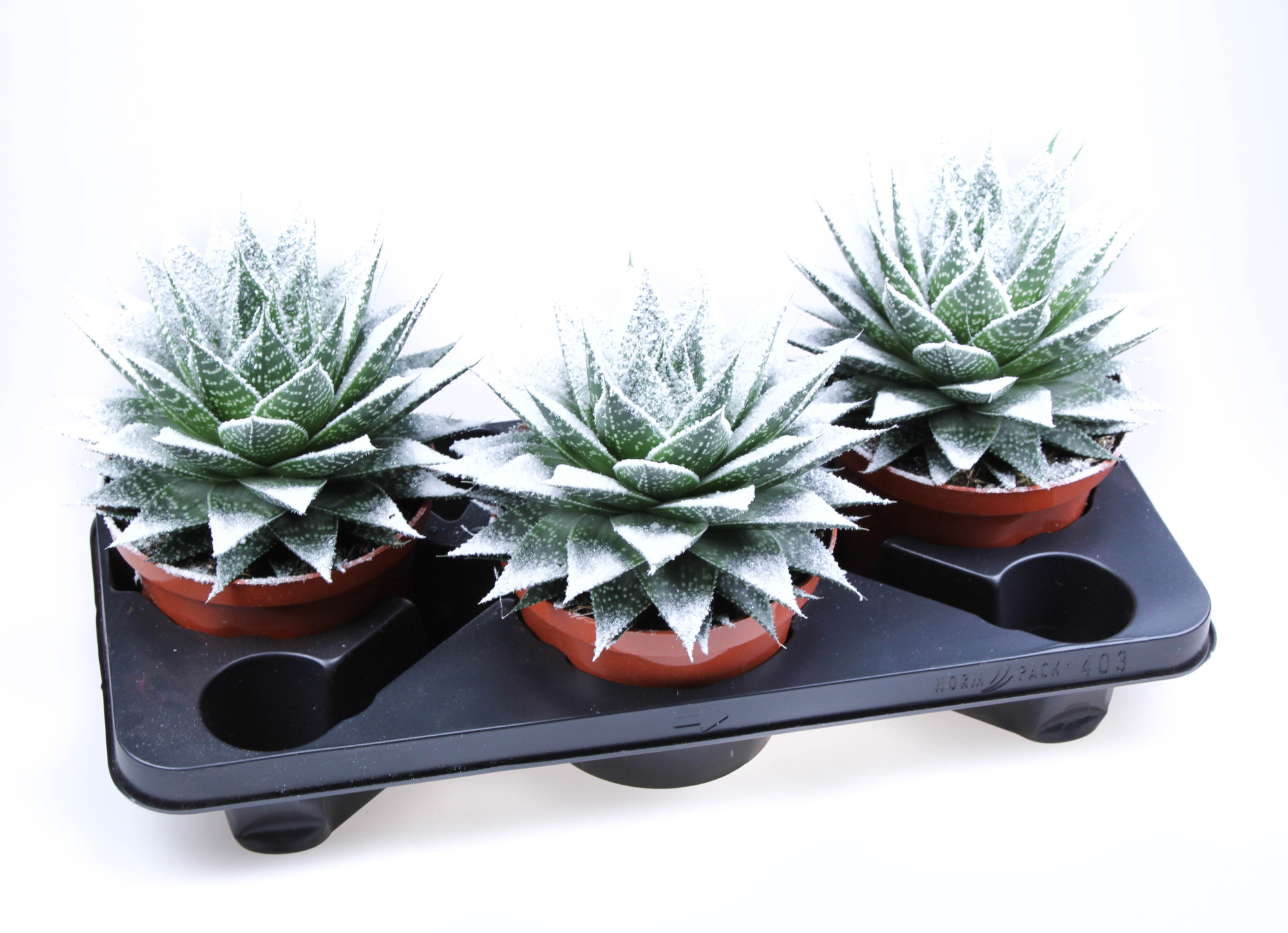 Aloe Special snow, D 17