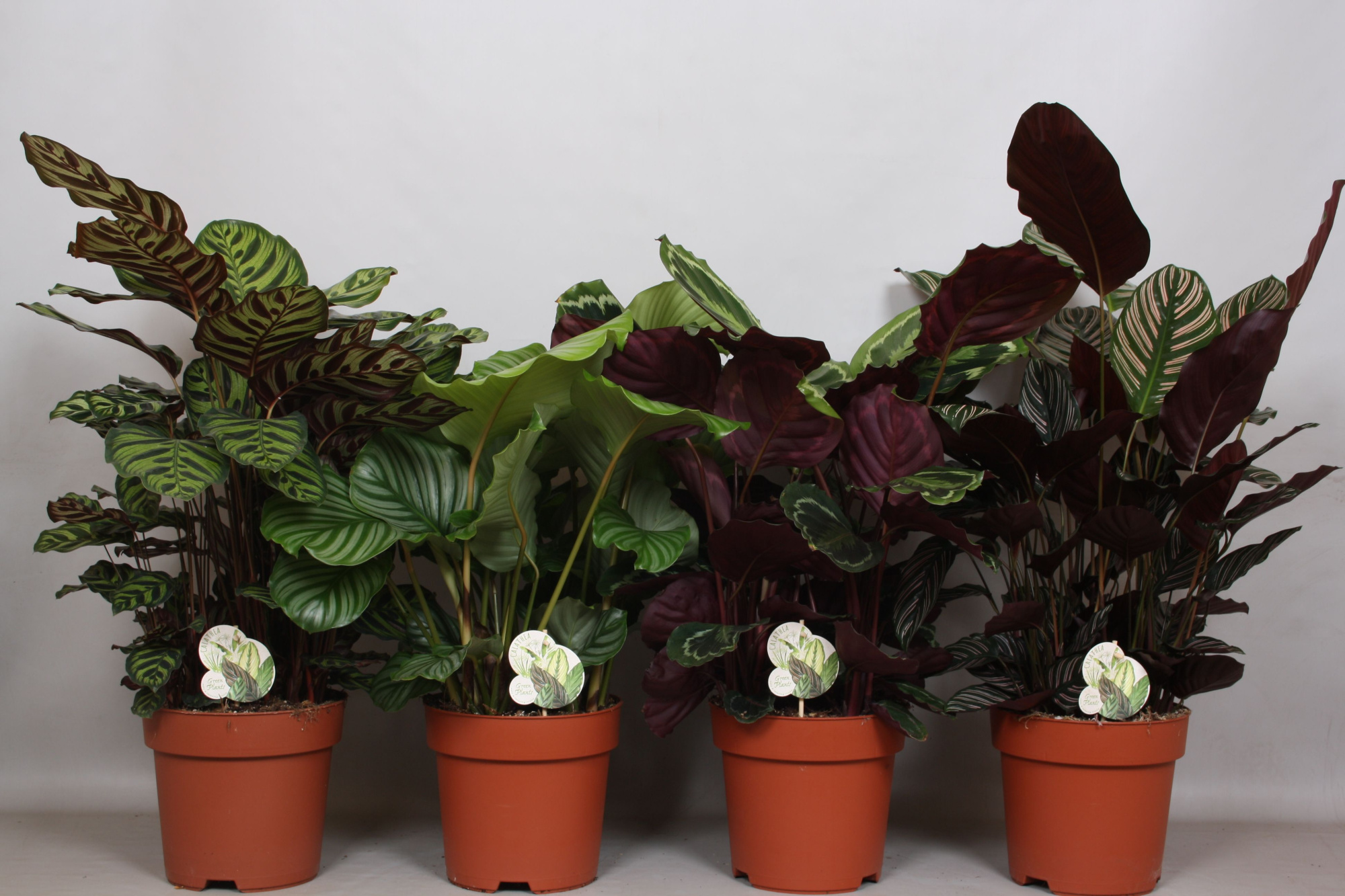 Calathea Mix 4 srt: Ornata, Medaillon, Makoyana, Orbifolia, D 24