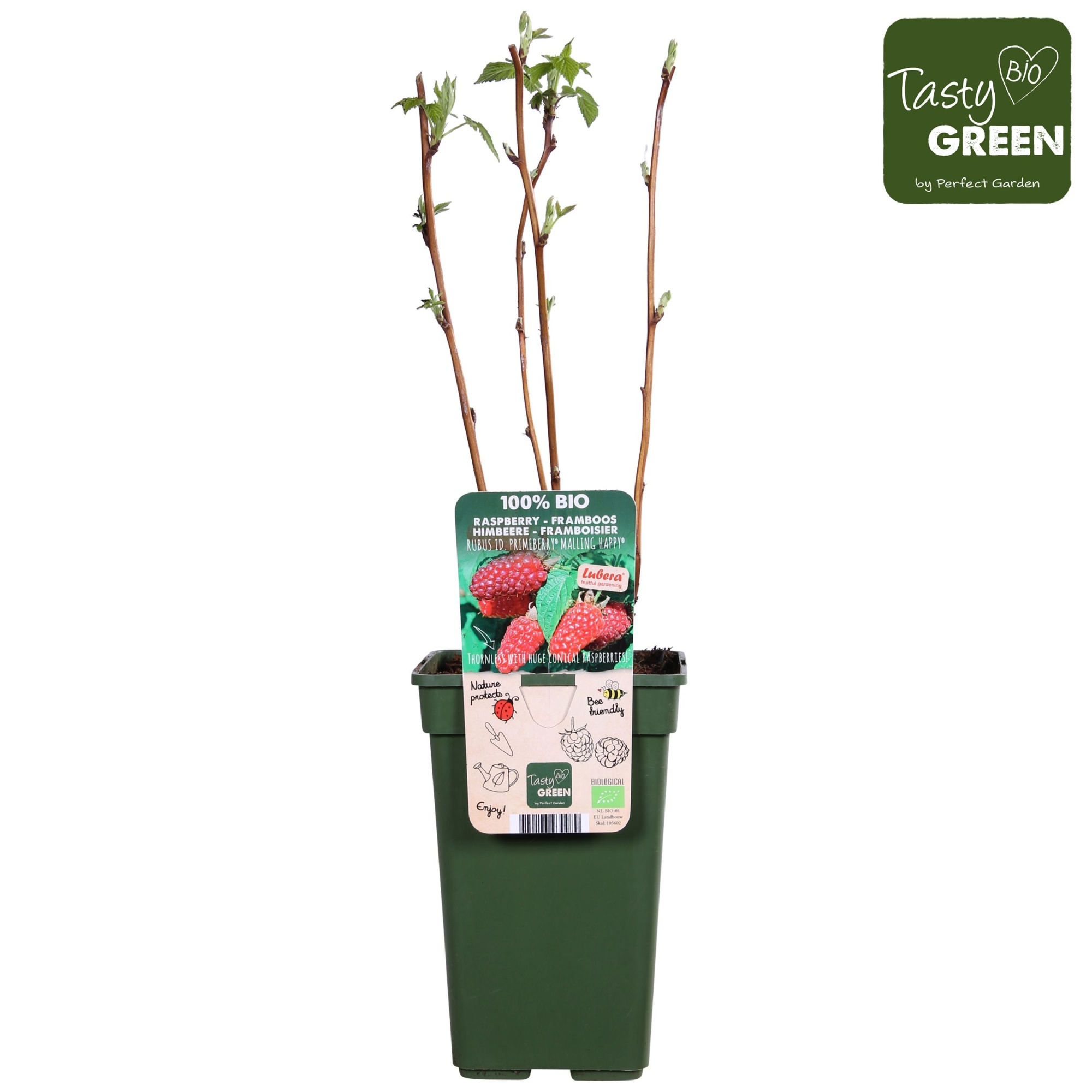 Rubus idaeus Autumn Happy® Bio P19, D 19